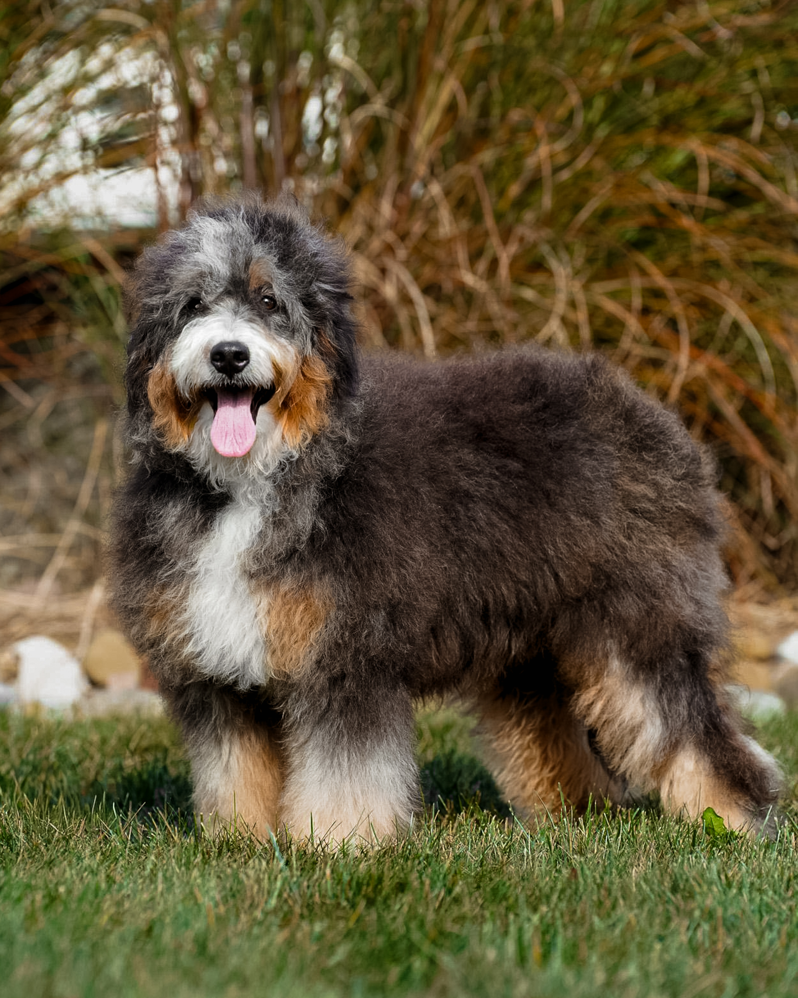 Our sturdy 47-pound Black Tri Medium Bernedoodle mom with a Bernese-inspired build and a loyal, affectionate, trainable