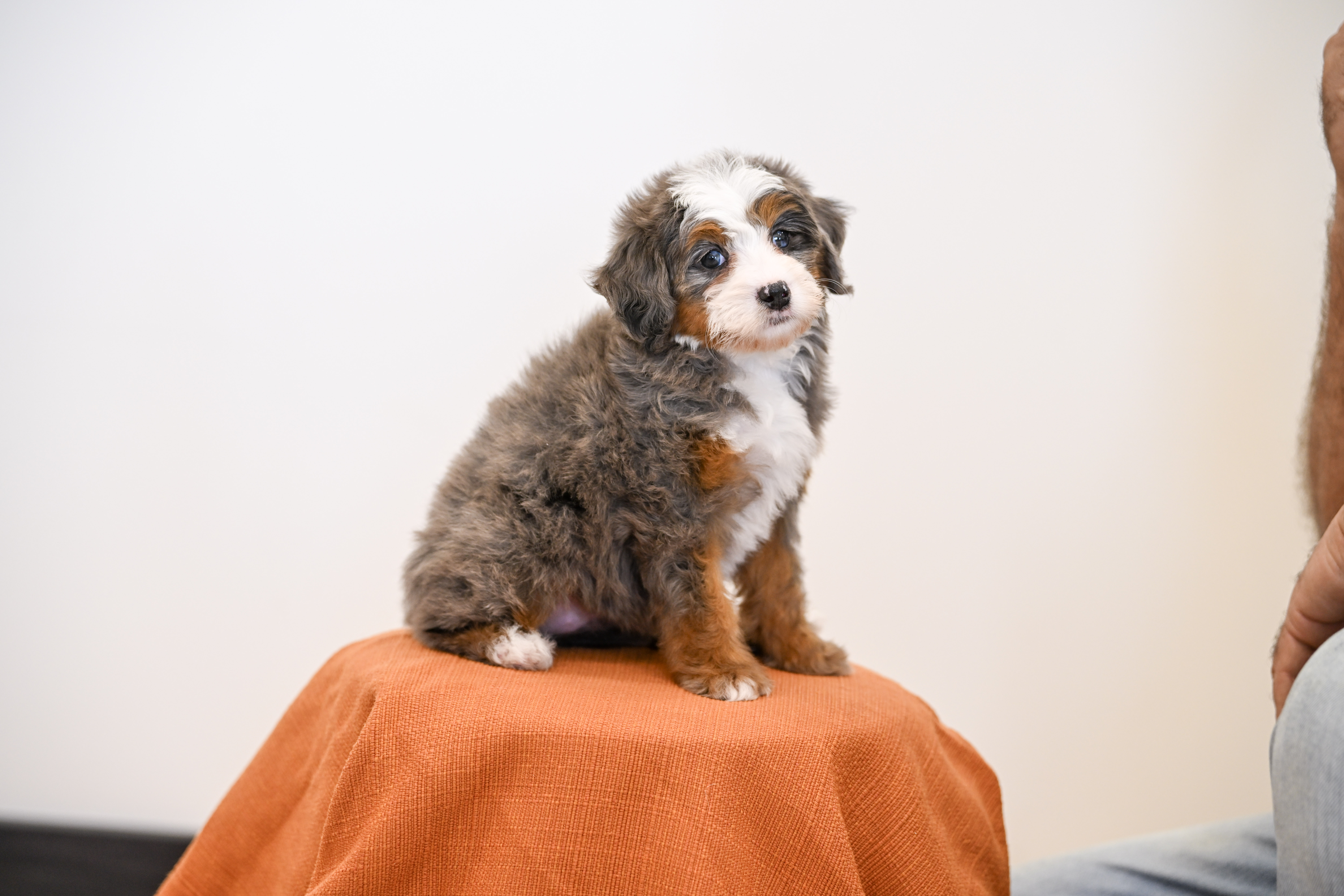 Beverly, Merle Tri Colored, girl, Mini Bernedoodle, puppy at Down Home Doodle