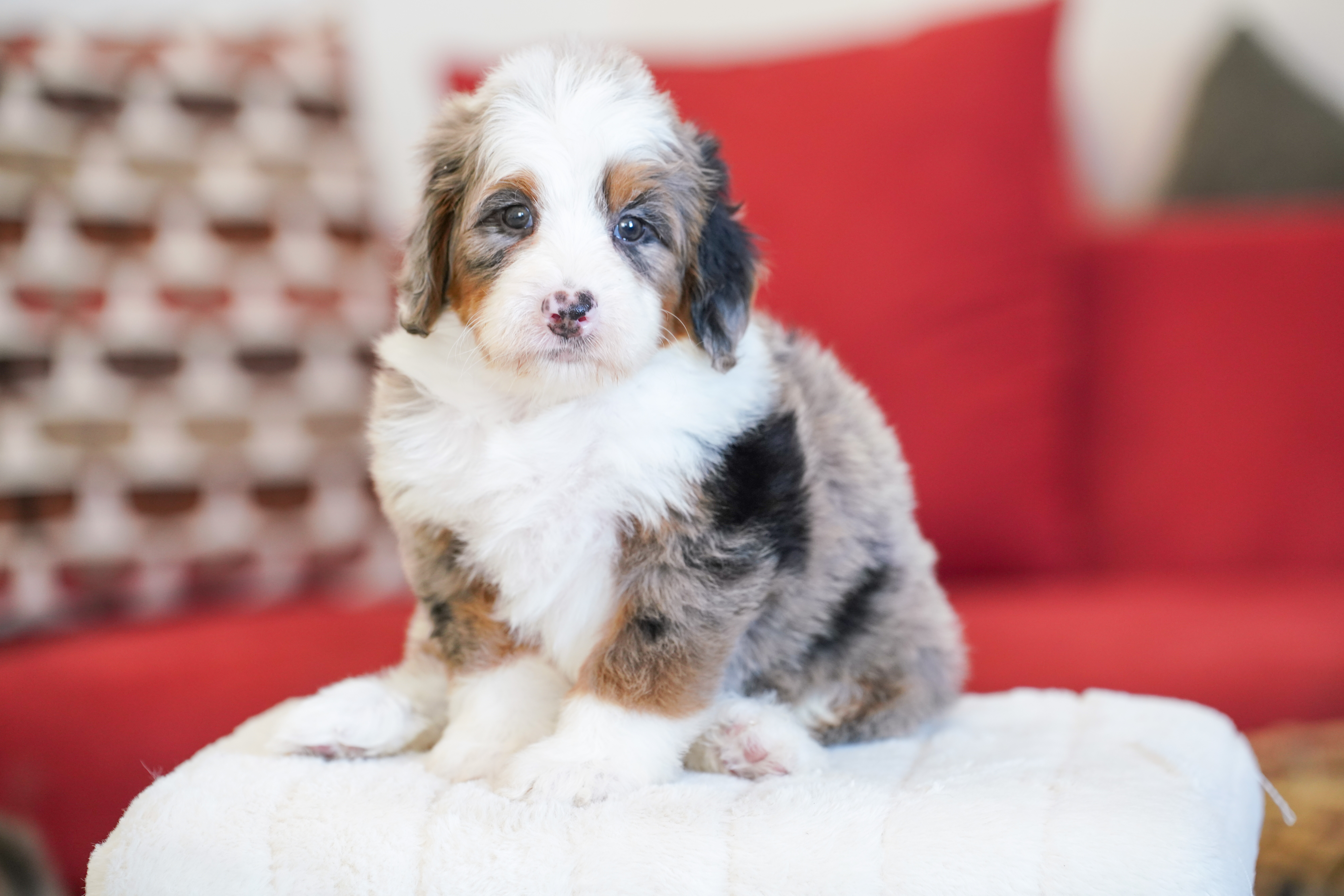 Bernie, Merle Tri Colored, boy, Mini Bernedoodle, puppy at Down Home Doodle