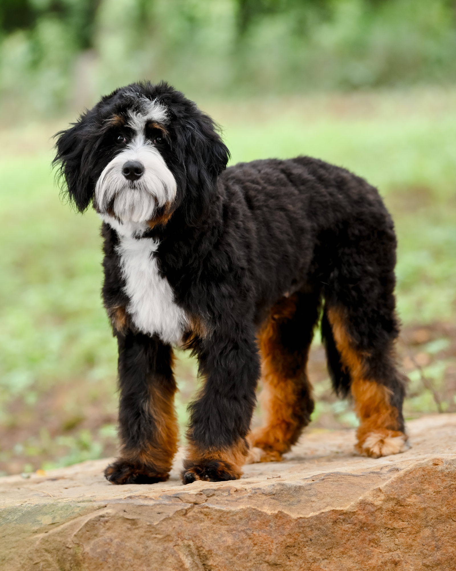 Mojito, Micro Bernedoodle dad at Down Home Doodle