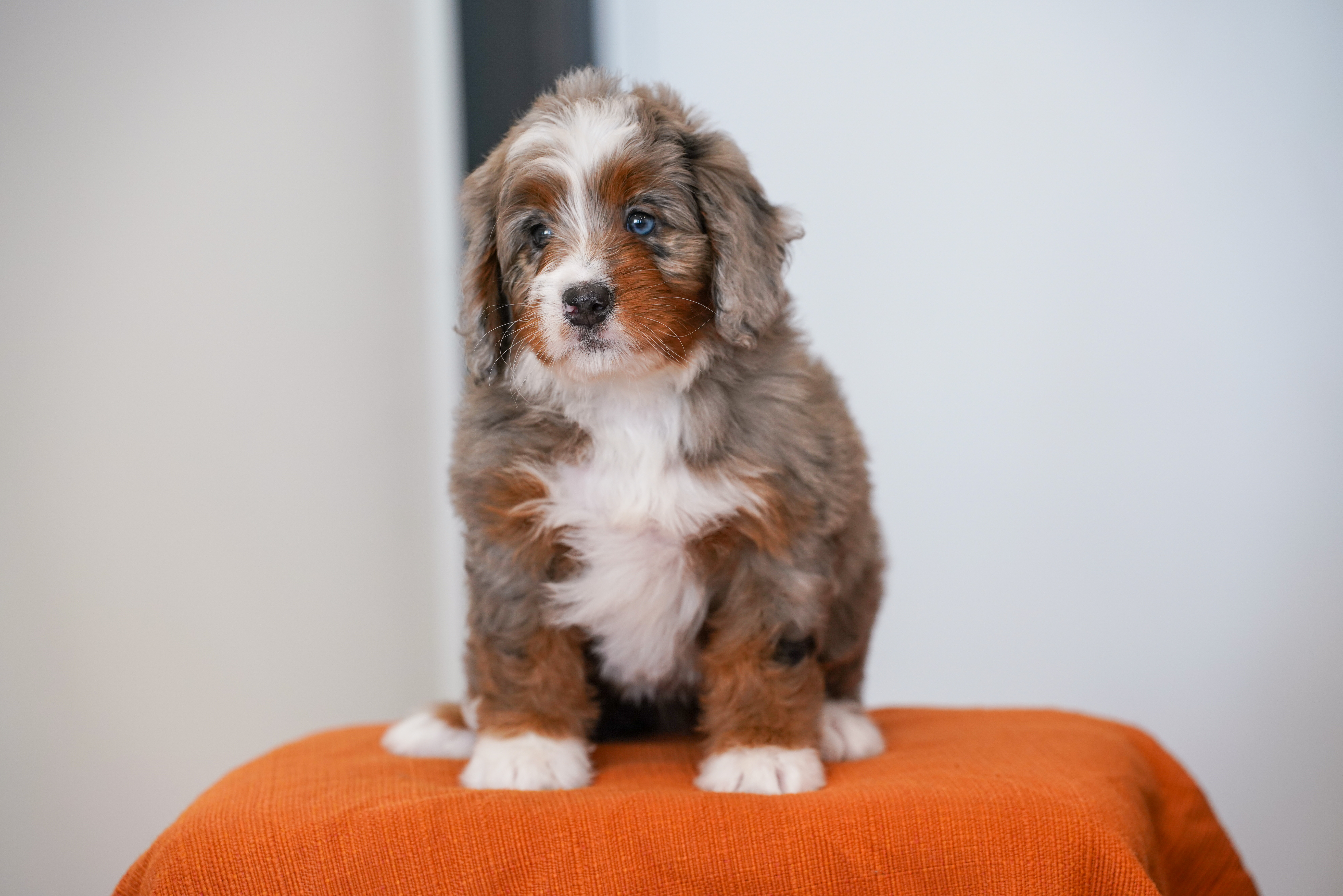 Jasmine, Merle Tri Colored, girl, Mini Bernedoodle, puppy at Down Home Doodle