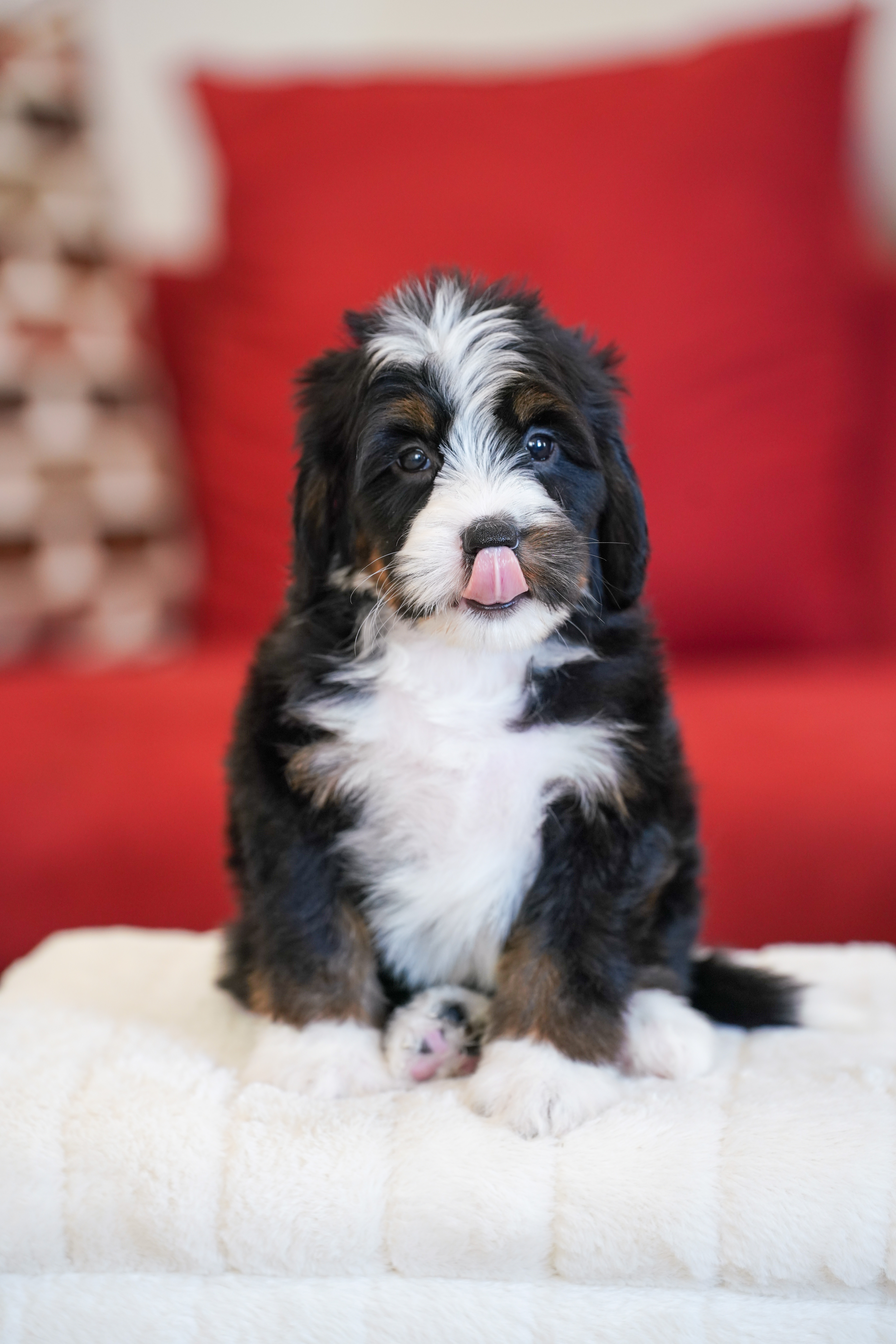 Laura, Tri Colored, girl, Mini Bernedoodle, puppy at Down Home Doodle