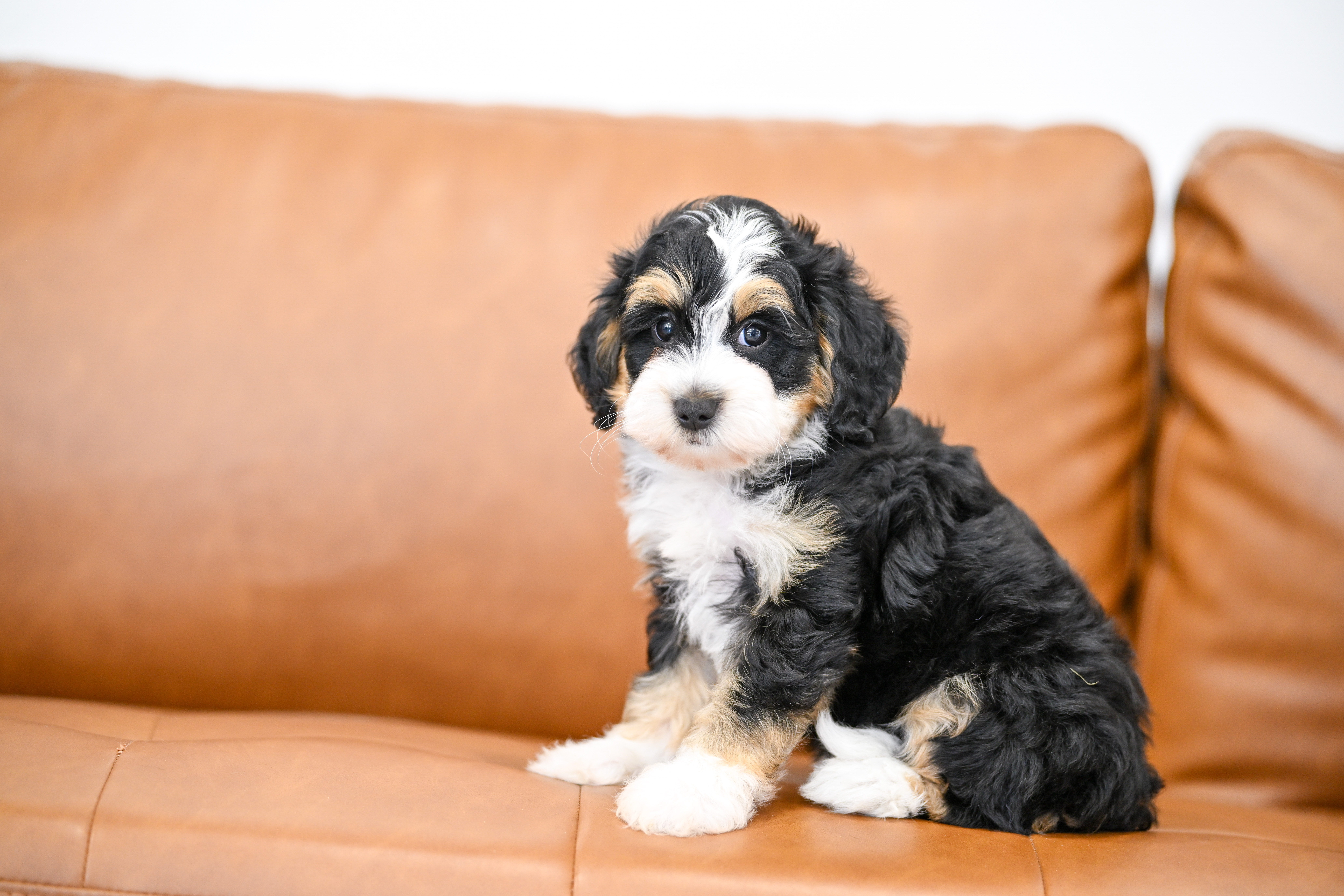 Lionel, Tri Colored, boy, Micro Bernedoodle, puppy at Down Home Doodle