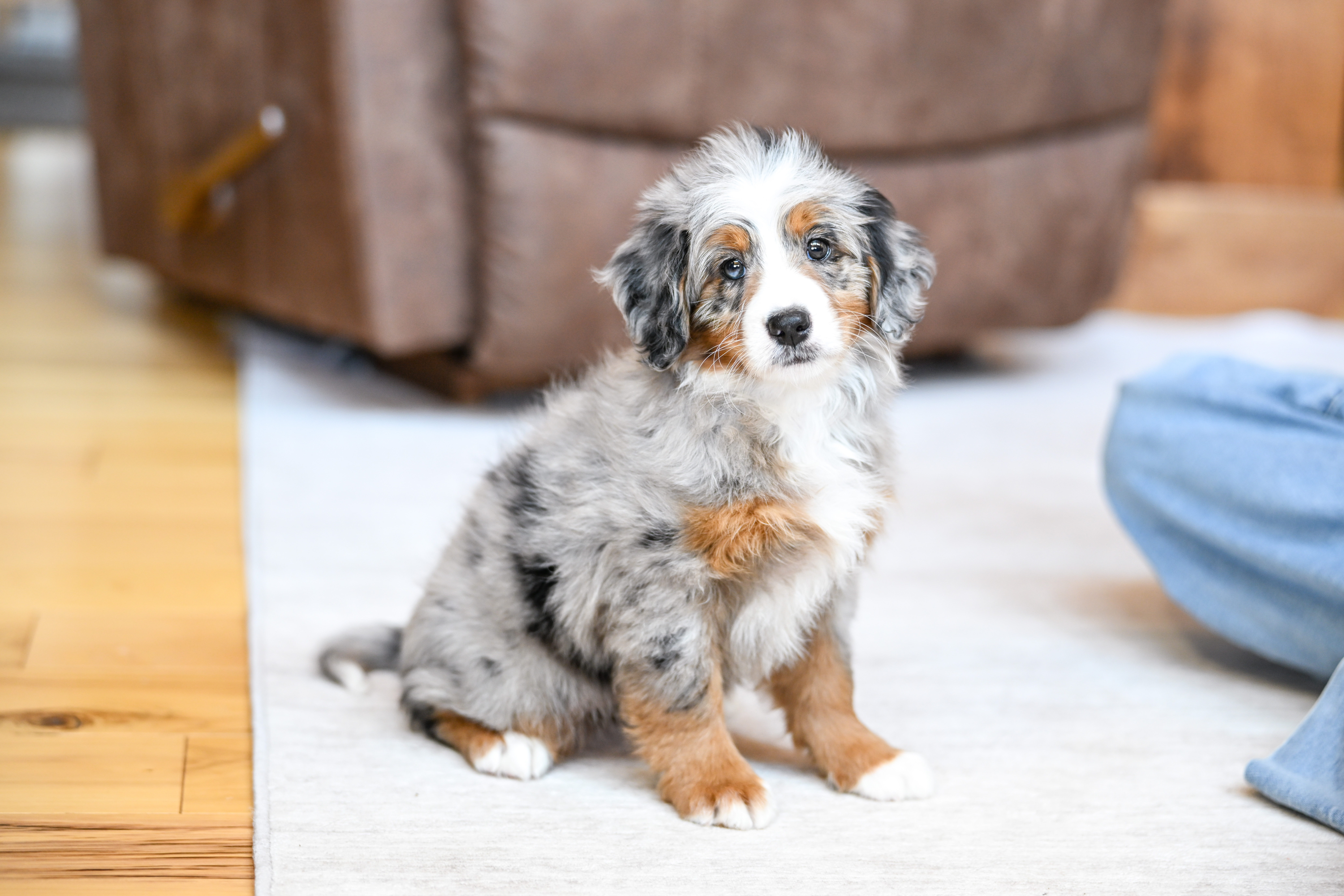 Rapunzel, Merle Tri Colored, girl, Mini Bernedoodle, puppy at Down Home Doodle