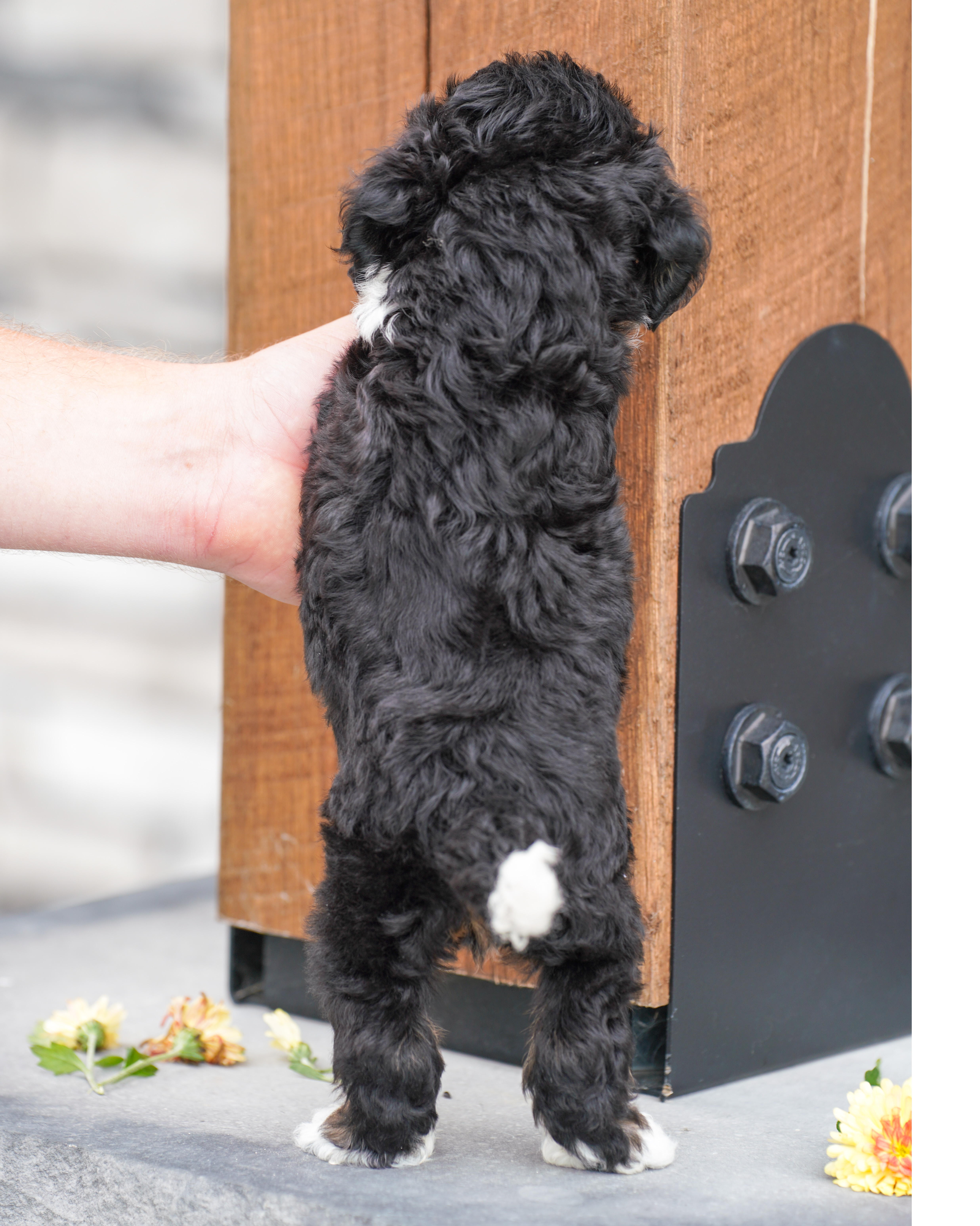 Valentino, Tri Colored, boy, Micro Bernedoodle, puppy at Down Home Doodle
