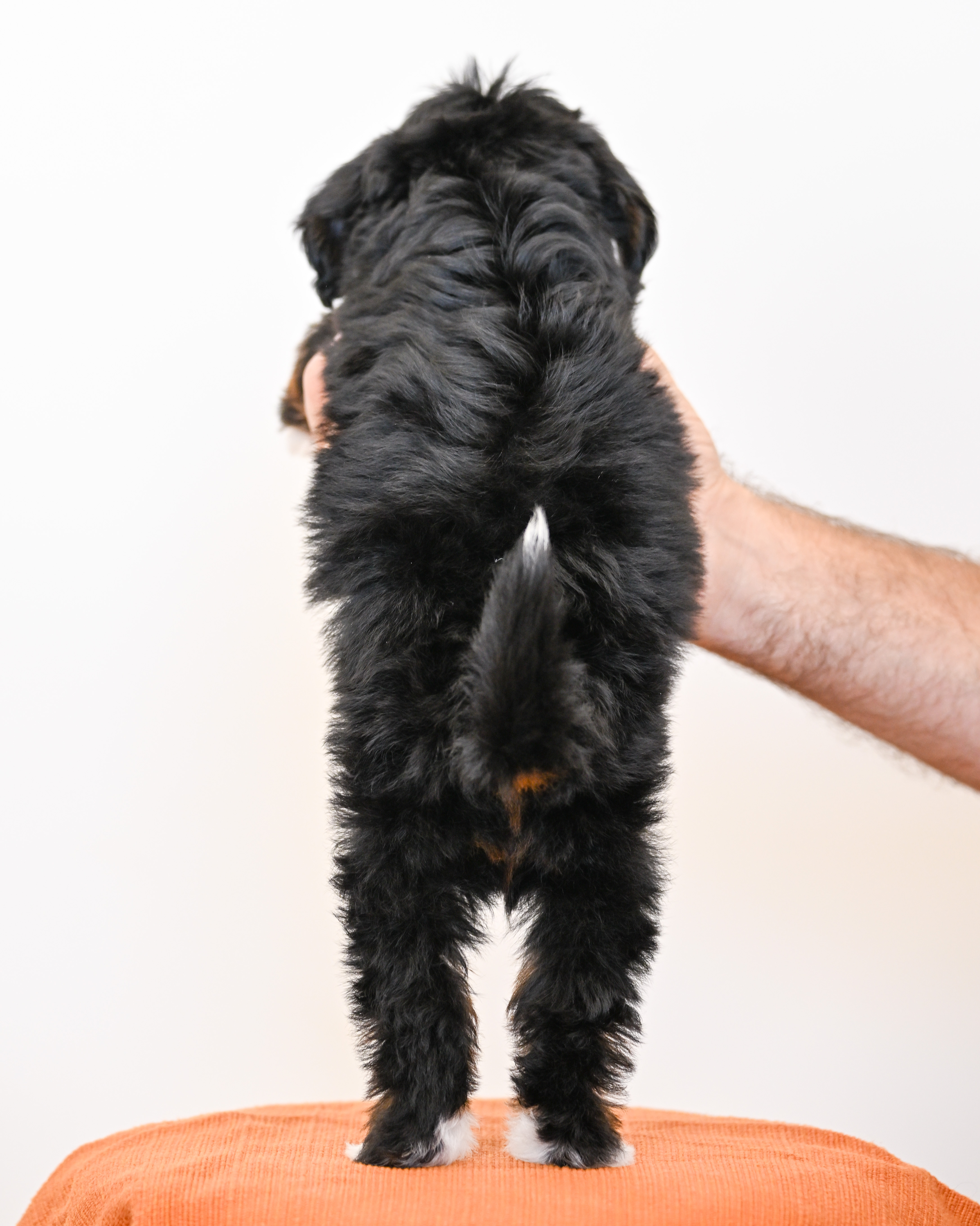 Burbank, Tri Colored, boy, Mini Bernedoodle, puppy at Down Home Doodle