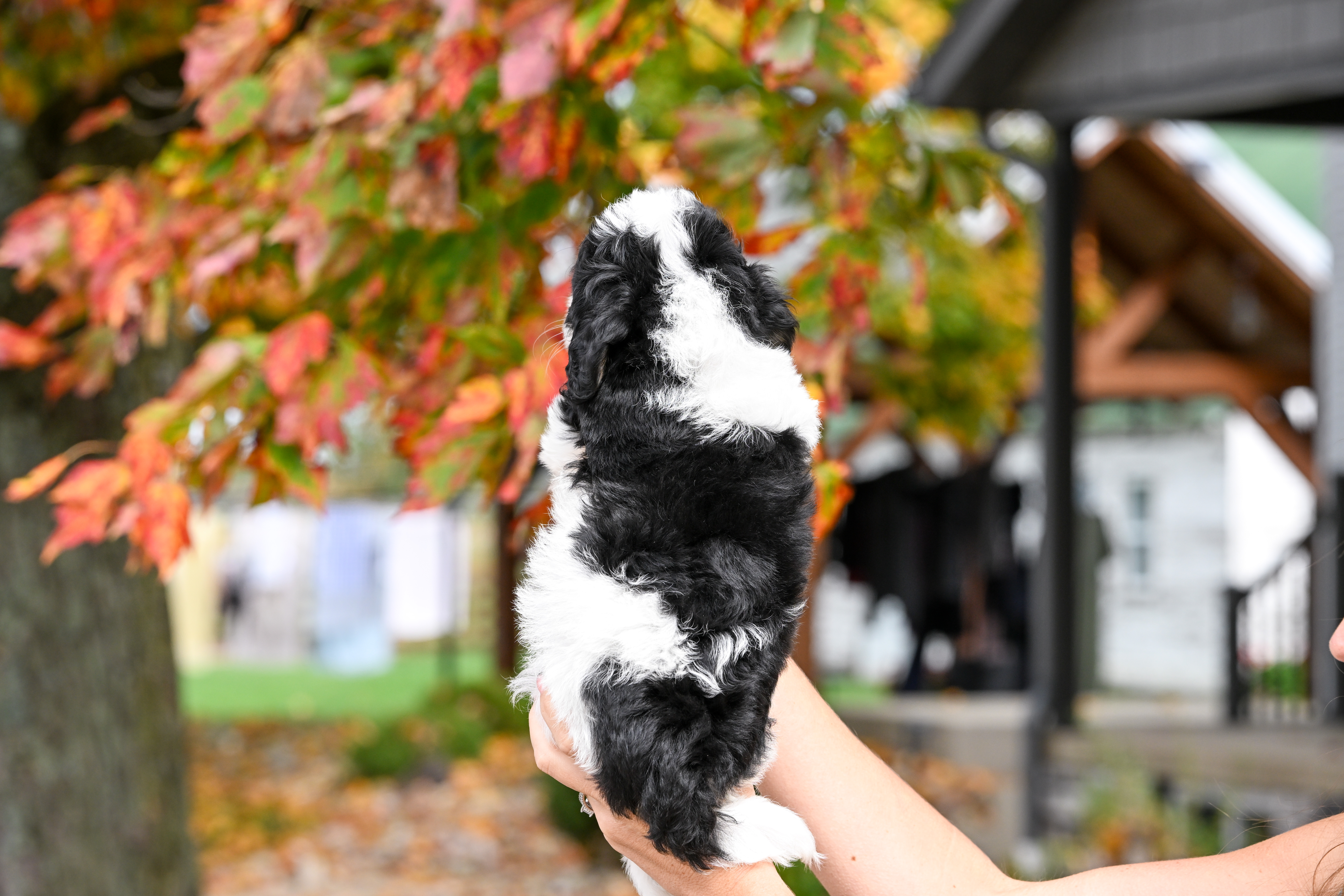 Roku, Tri Parti, boy, Micro Bernedoodle, puppy at Down Home Doodle