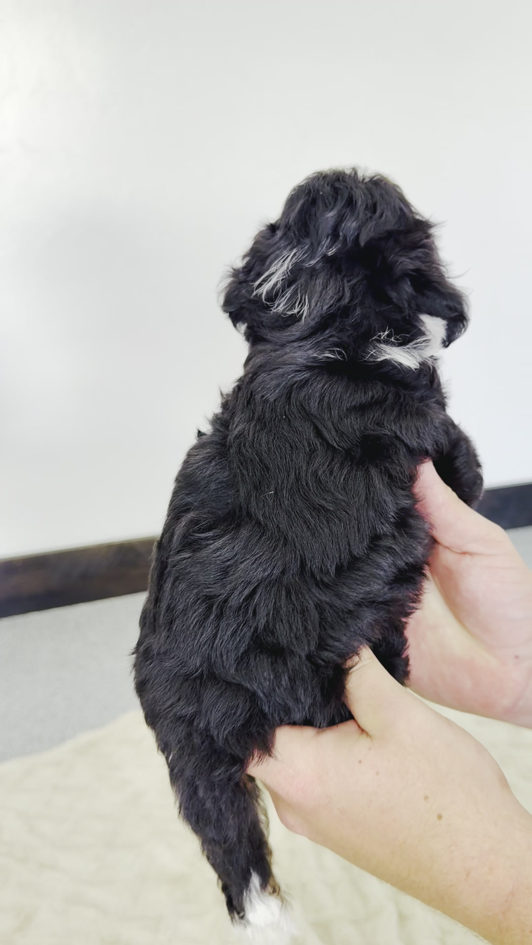 Coco, Tri Colored, girl, Micro Bernedoodle, puppy at Down Home Doodle