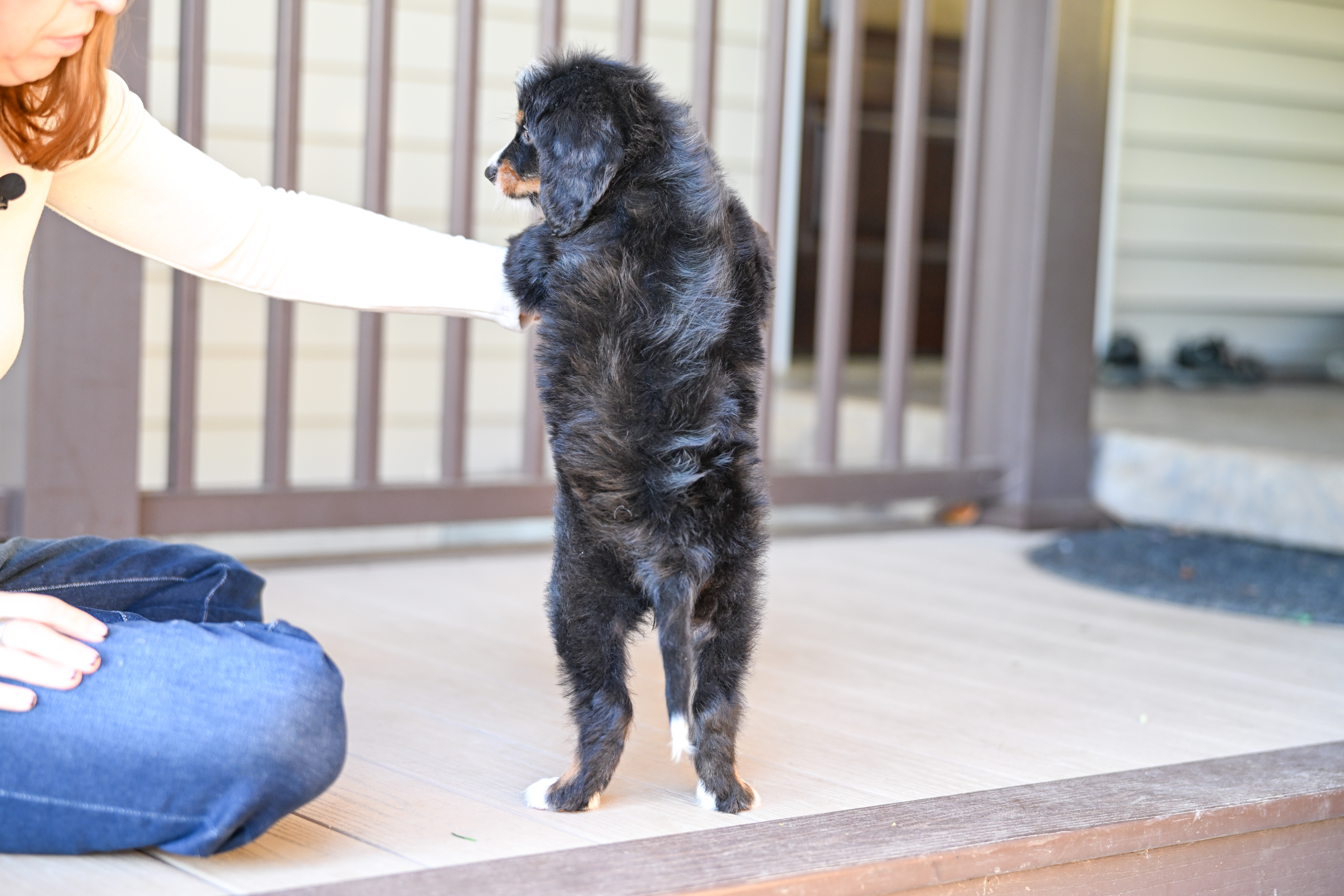 Michelle, Tri Colored, girl, Mini Bernedoodle, puppy at Down Home Doodle
