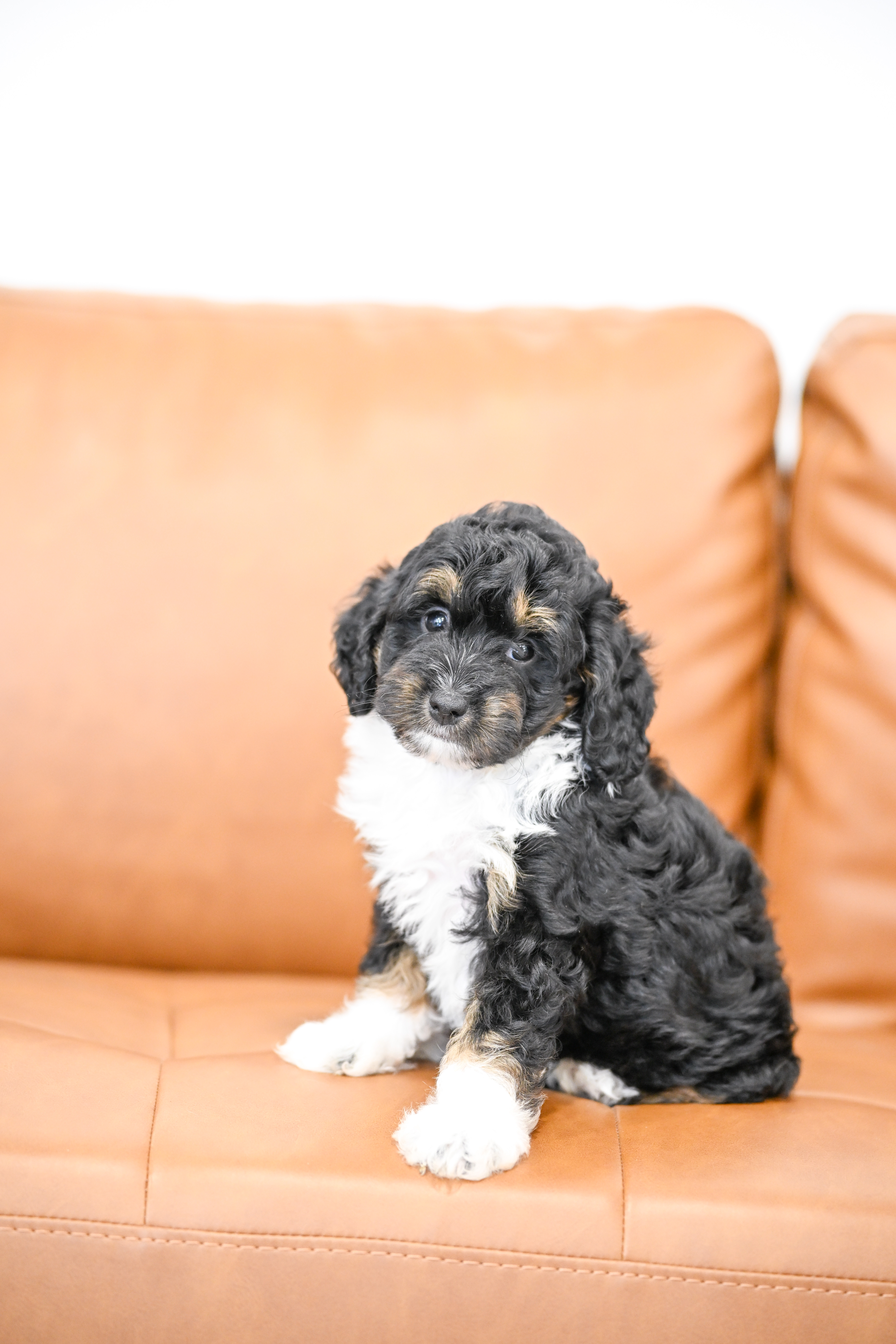 Colette, Tri Colored, girl, Micro Bernedoodle, puppy at Down Home Doodle