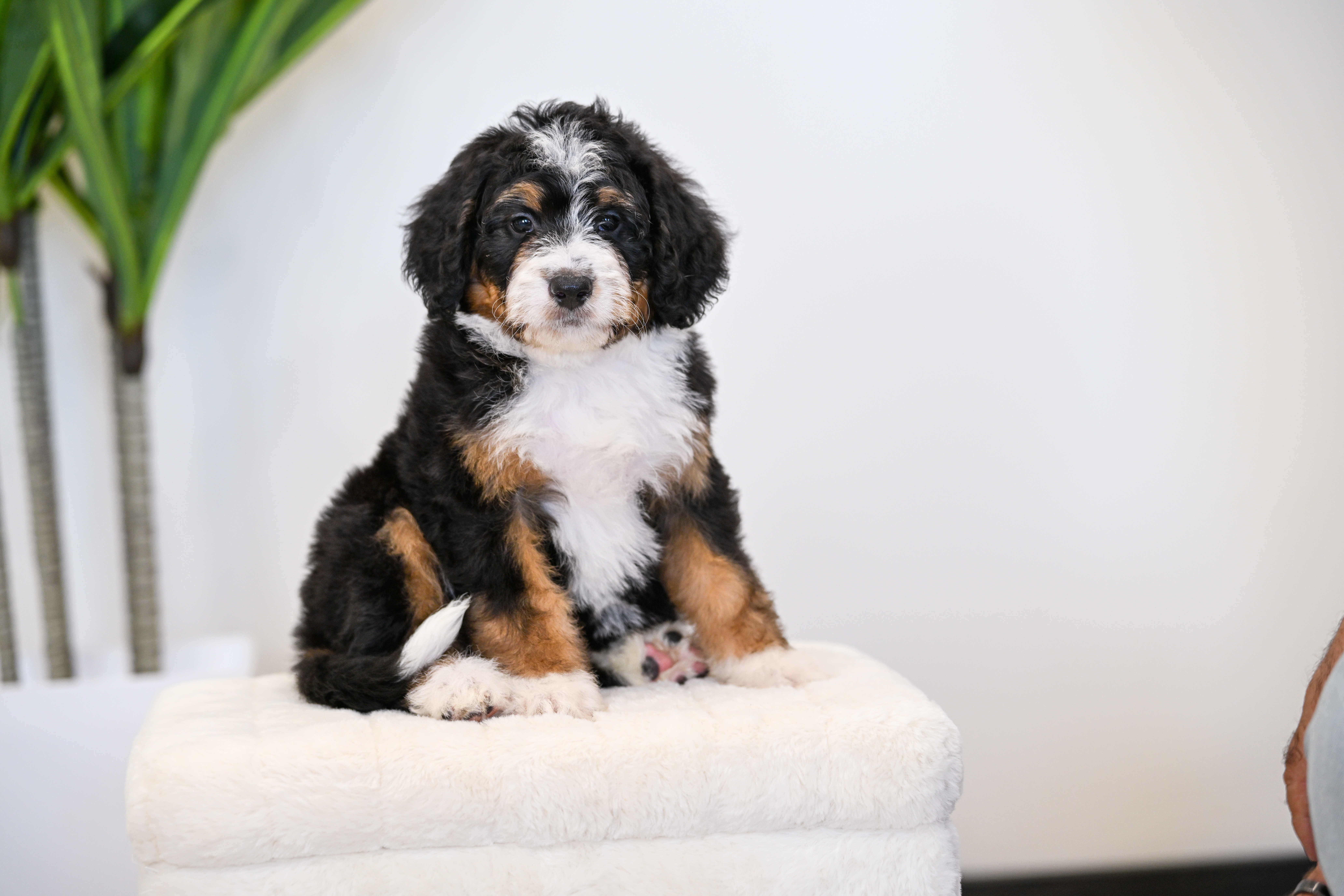 Taki, Tri Colored, girl, Mini Bernedoodle, puppy at Down Home Doodle