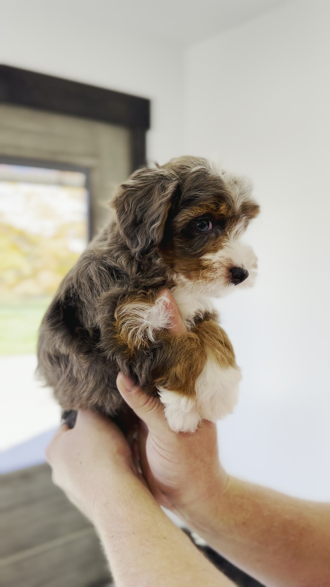 Tinker Bell, Merle Tri Colored girl from the Peter Pan Litter