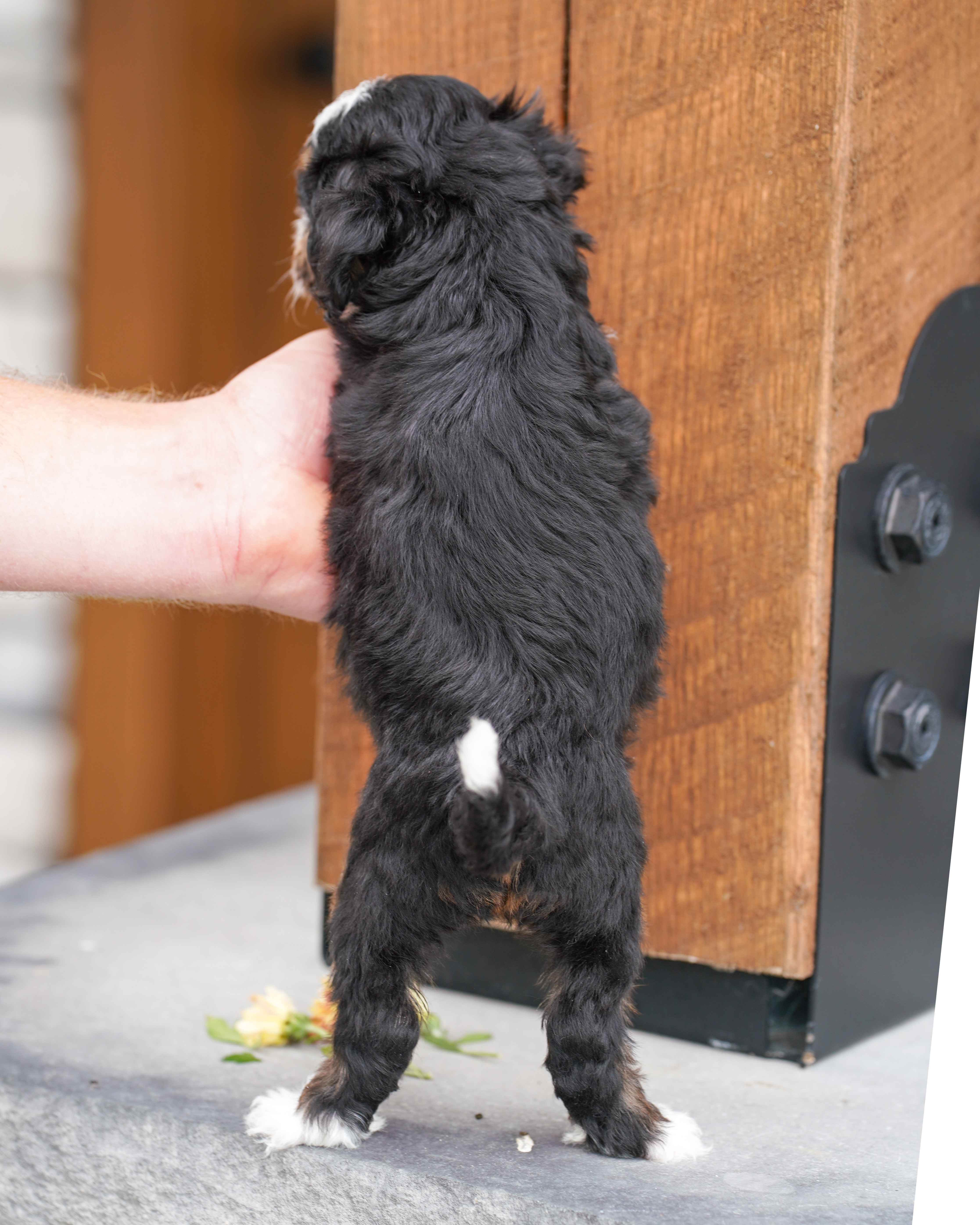 Santel, Tri Colored, girl, Micro Bernedoodle, puppy at Down Home Doodle