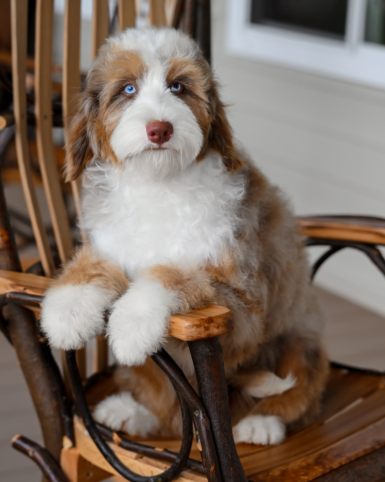 Lady, Blue Merle Tri Mini Bernedoodle mom at Down Home Doodle
