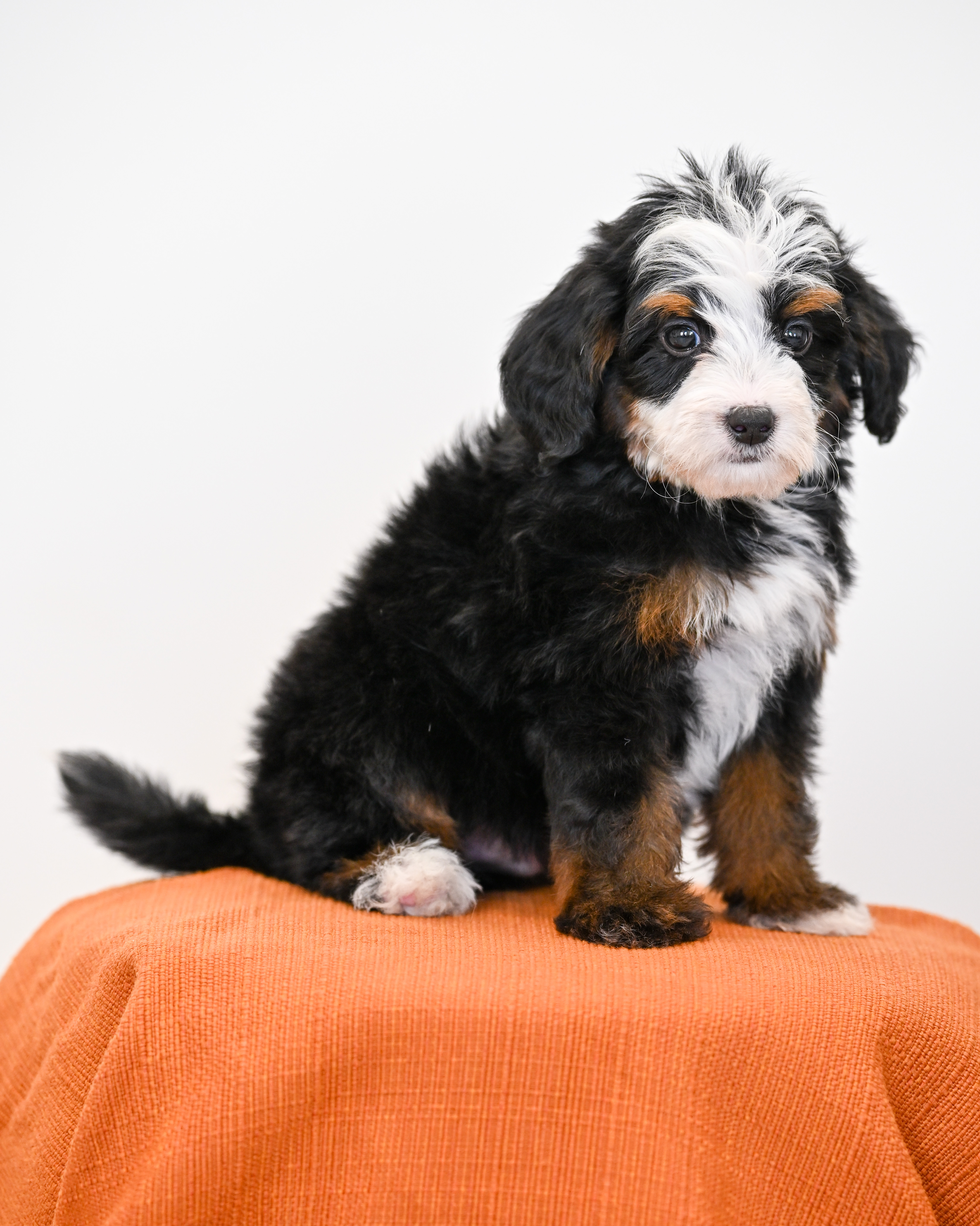 Burbank, Tri Colored, boy, Mini Bernedoodle, puppy at Down Home Doodle
