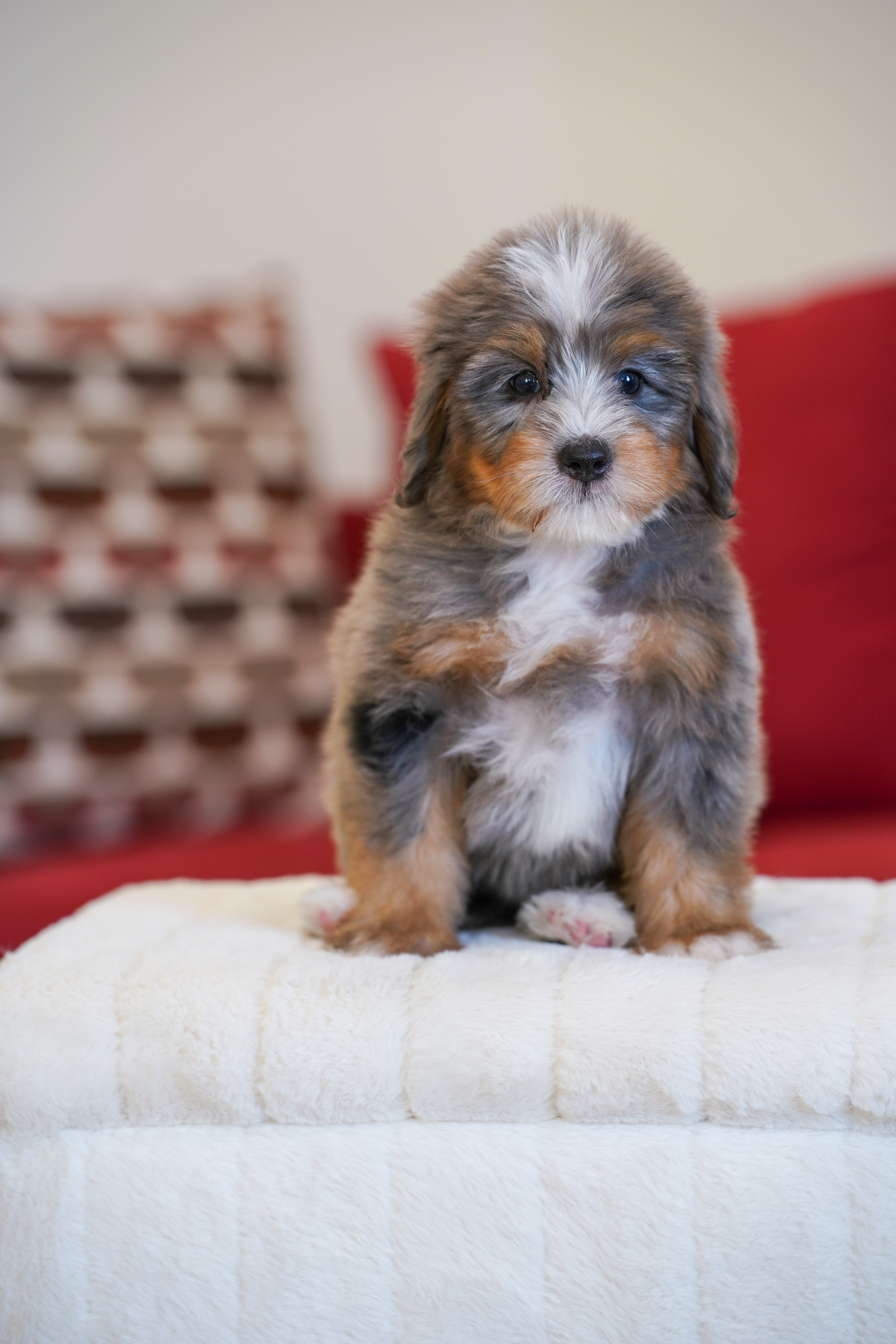 Kamala, Merle Tri Colored, girl, Mini Bernedoodle, puppy at Down Home Doodle