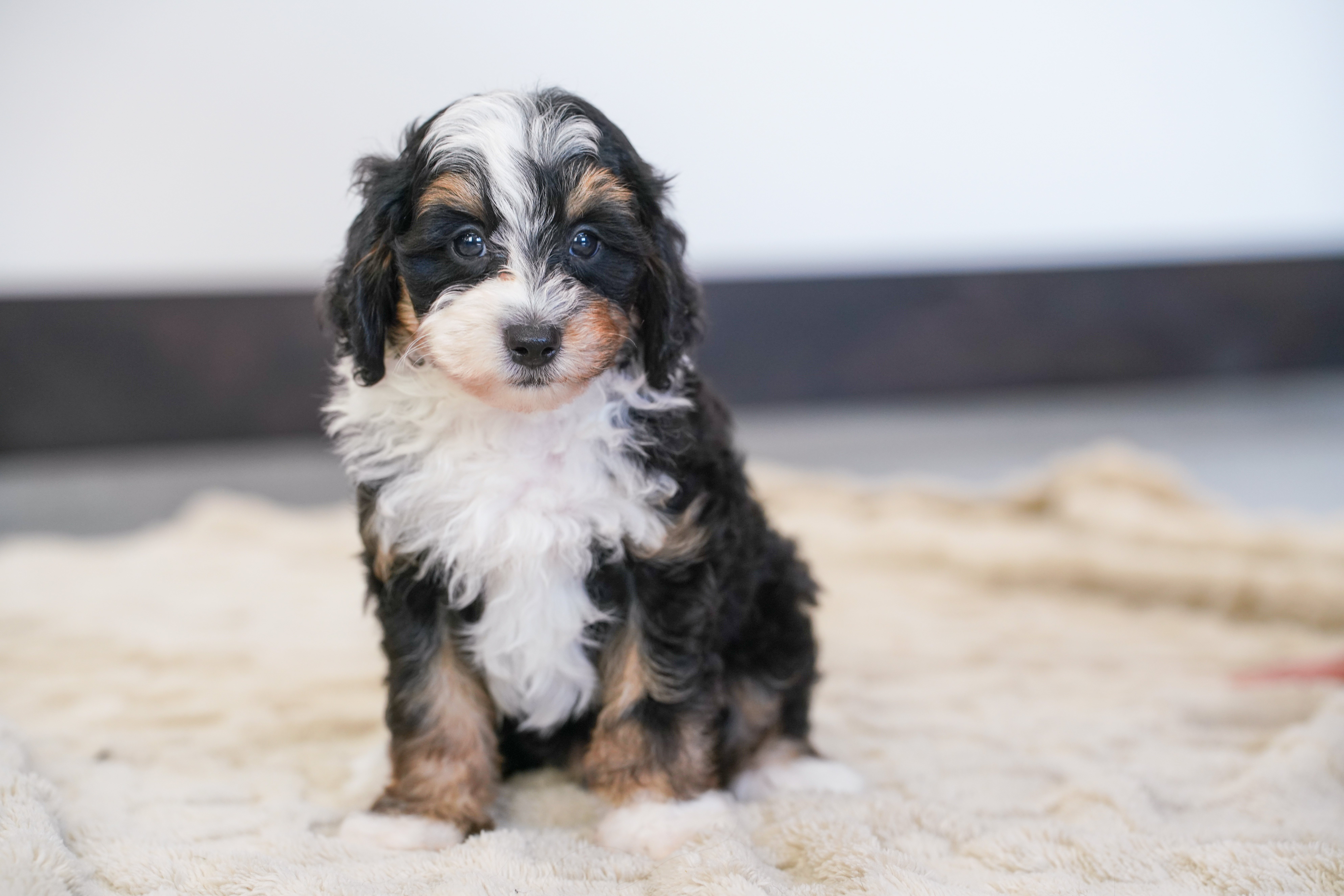 Beau, Tri Colored Micro Bernedoodle puppy