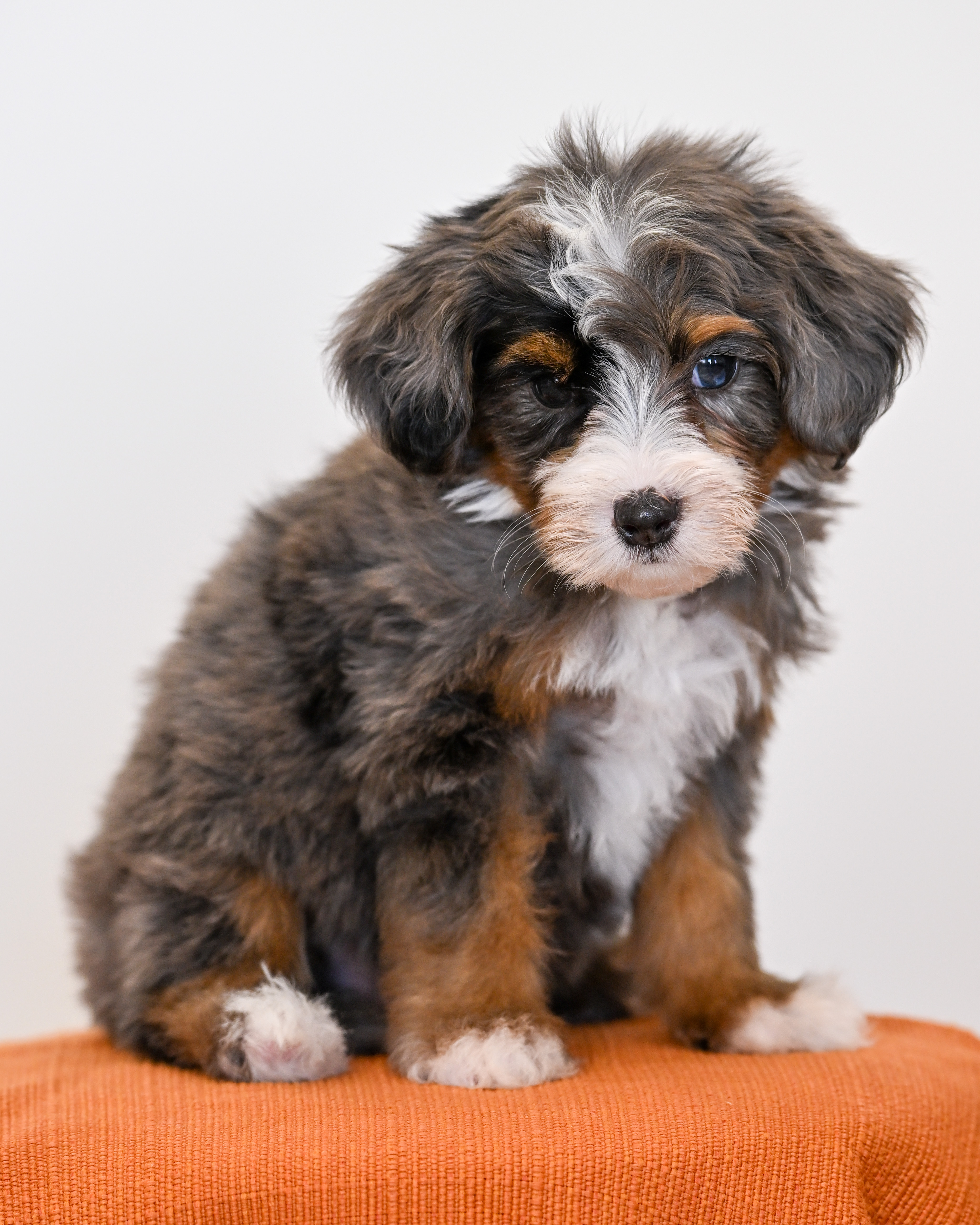 Malibu, Merle Tri Colored, boy, Mini Bernedoodle, puppy at Down Home Doodle