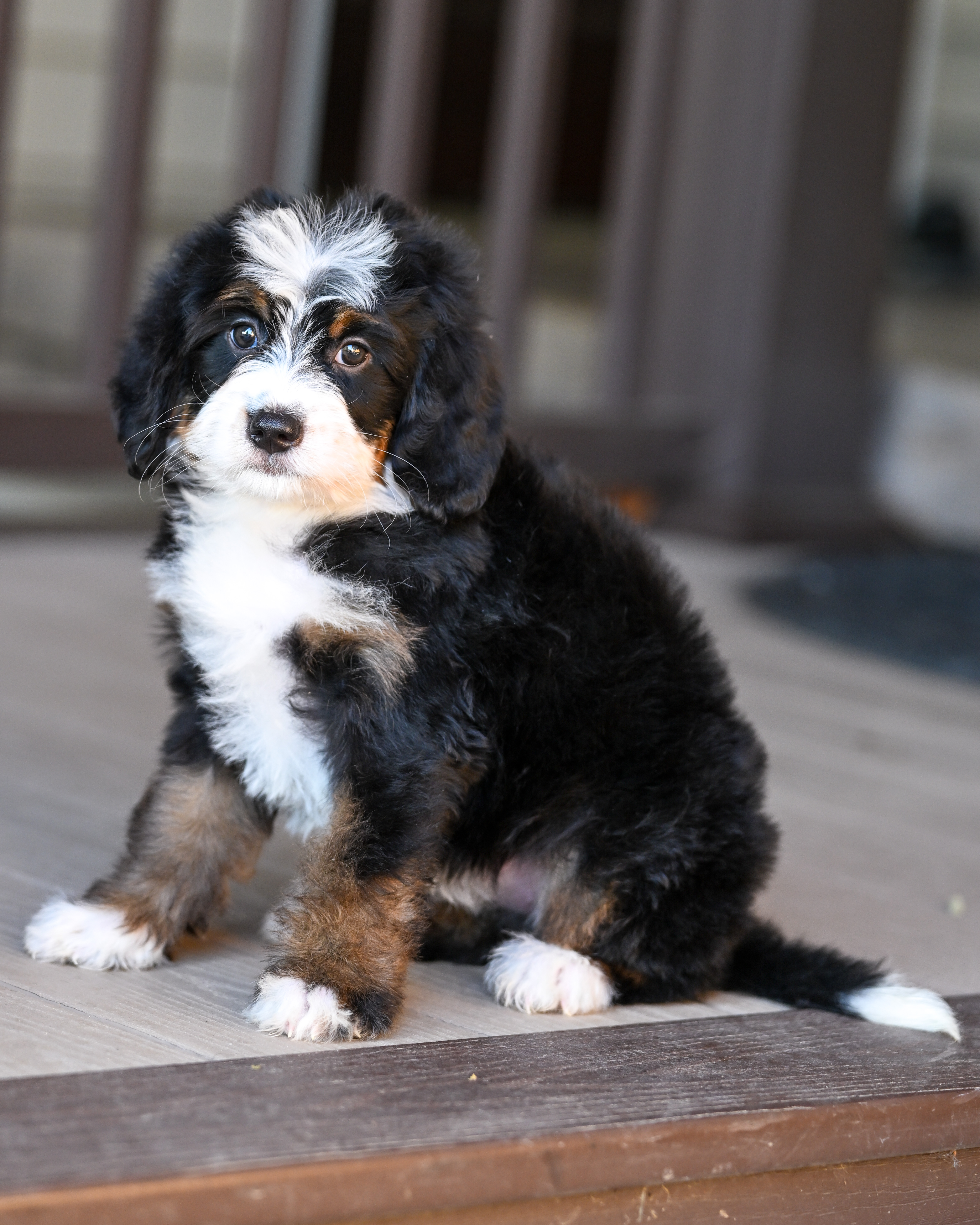 Melania, Tri Colored, girl, Mini Bernedoodle, puppy at Down Home Doodle
