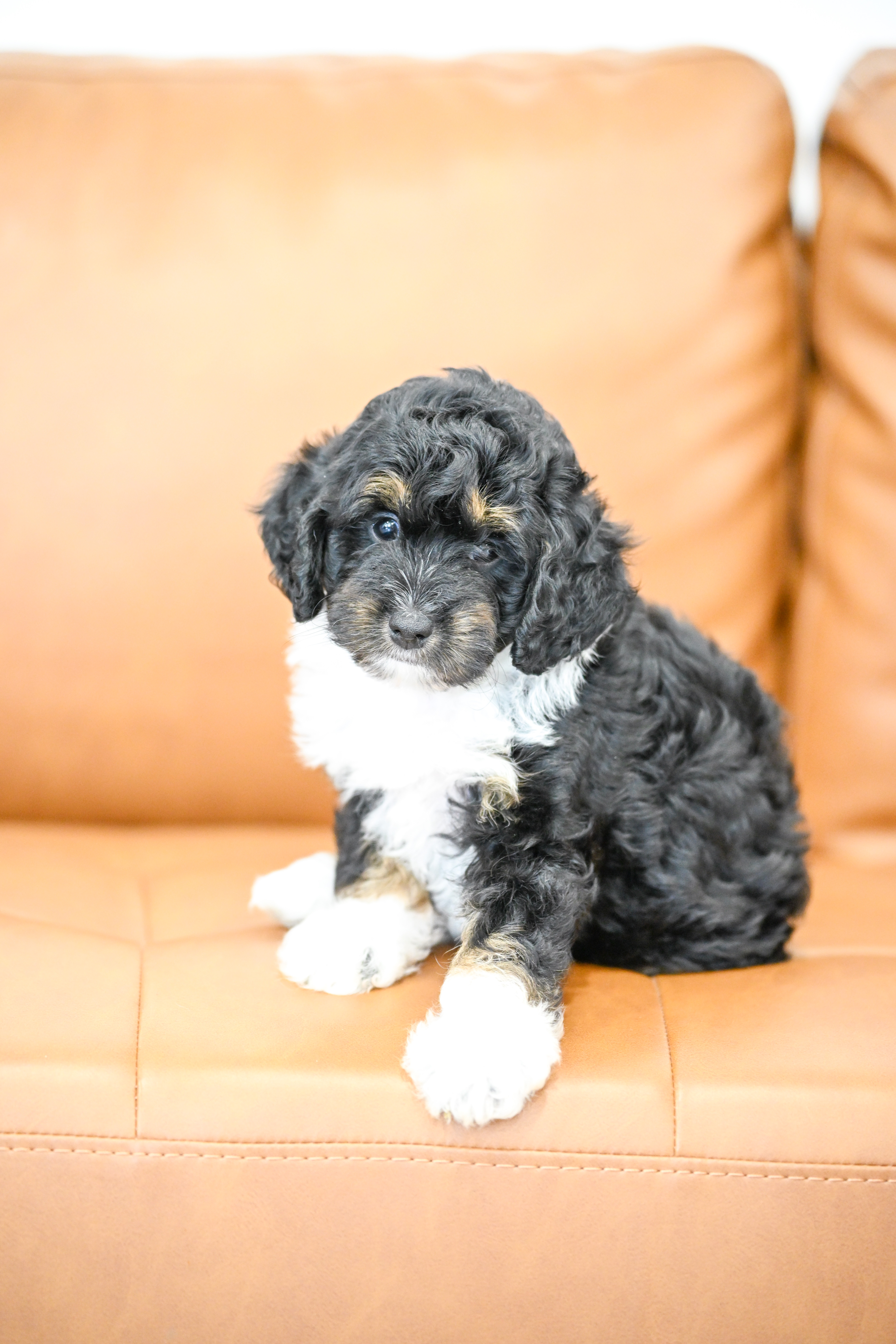 Colette, Tri Colored Micro Bernedoodle puppy