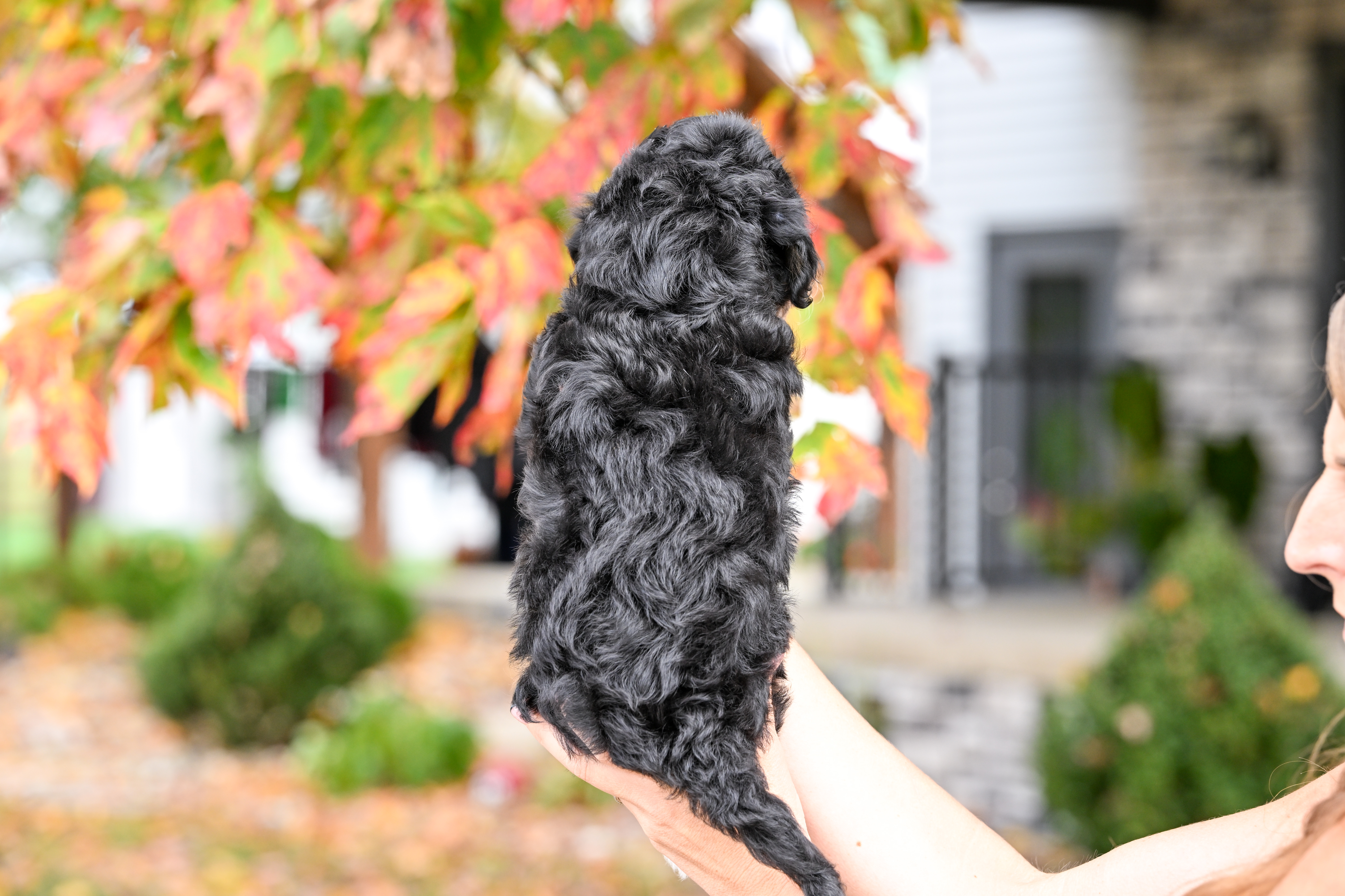 Tubi, Tri Colored, boy, Micro Bernedoodle, puppy at Down Home Doodle