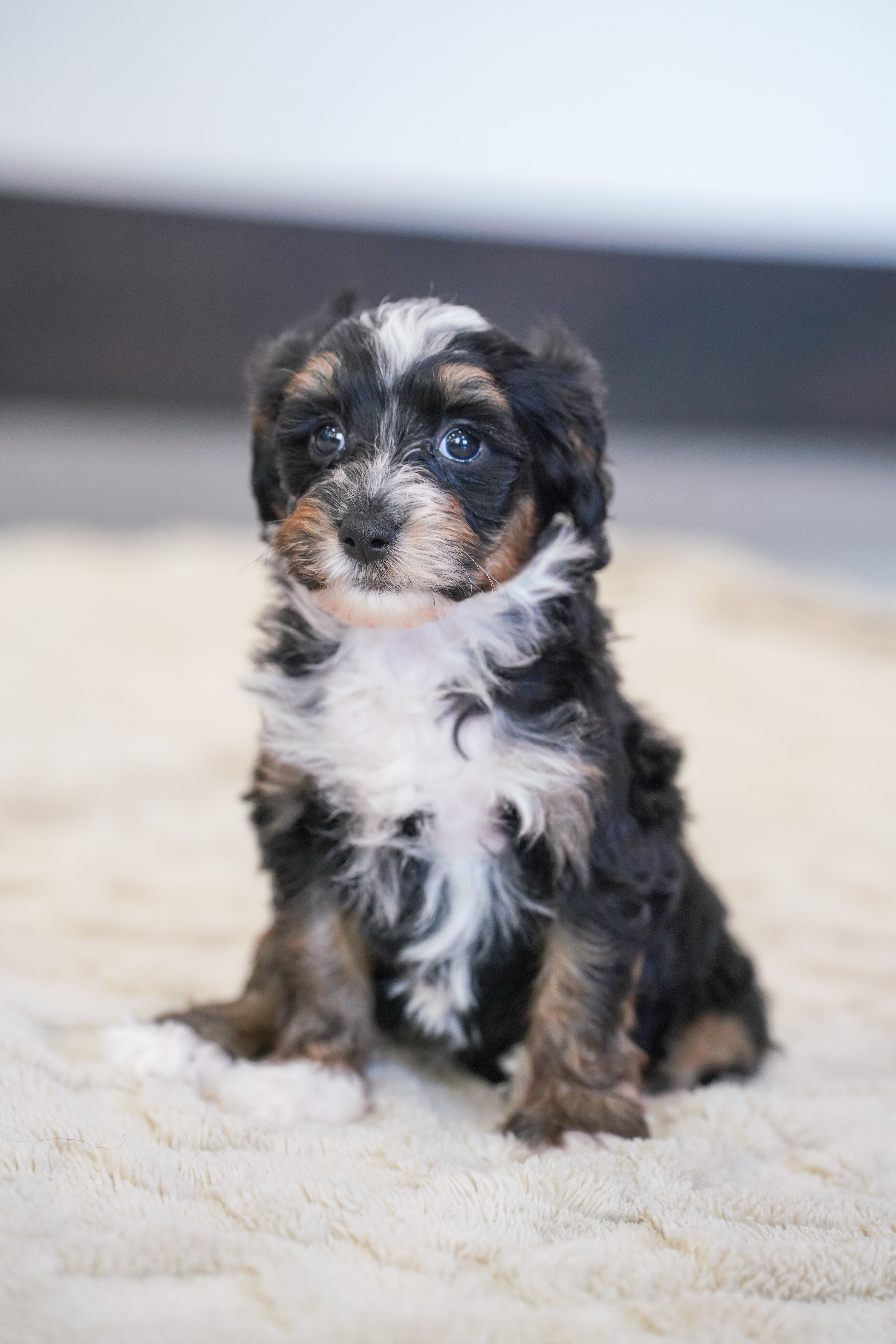Santel, Tri Colored, girl, Micro Bernedoodle, puppy at Down Home Doodle