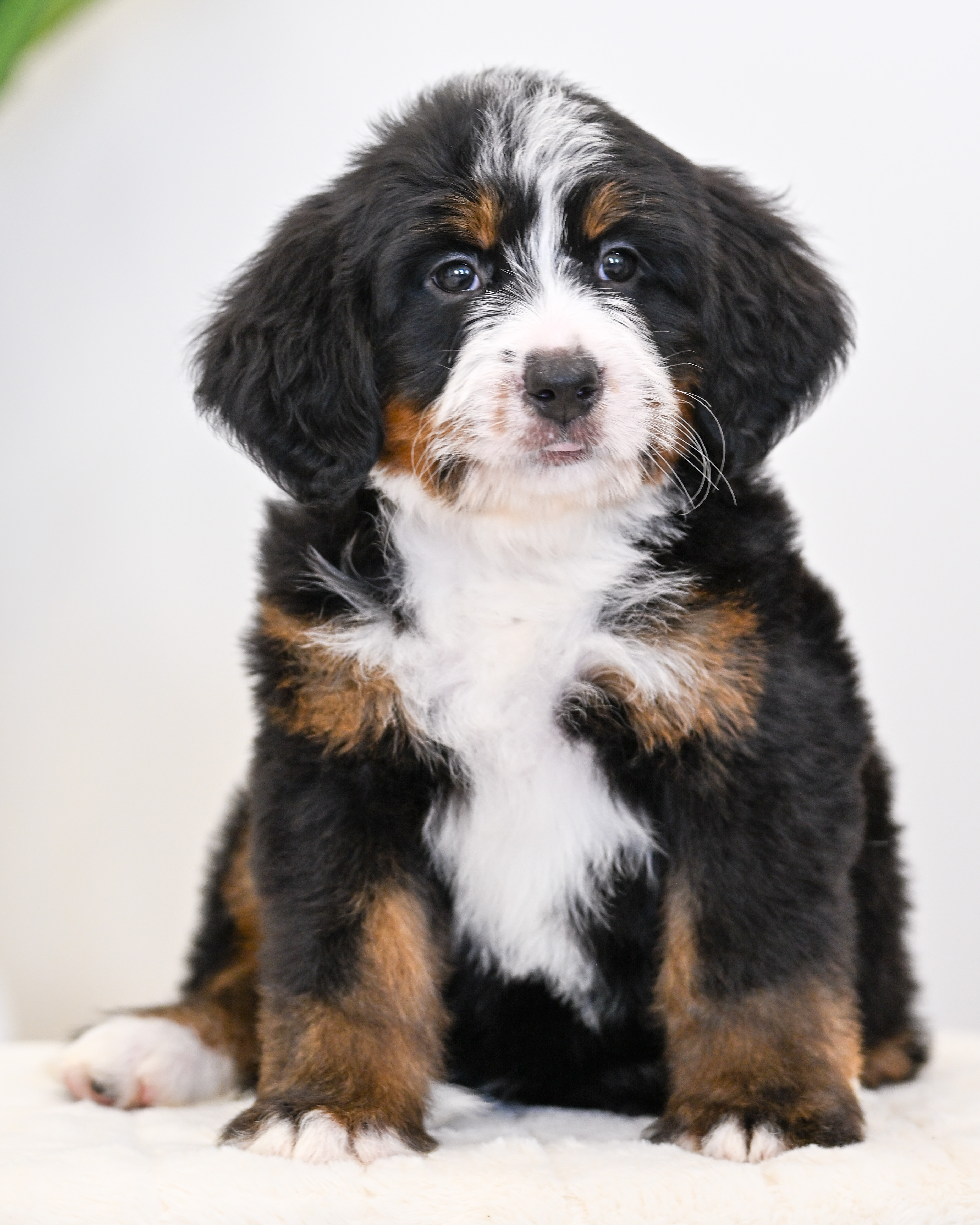 Dori, Tri Colored Mini Bernedoodle puppy