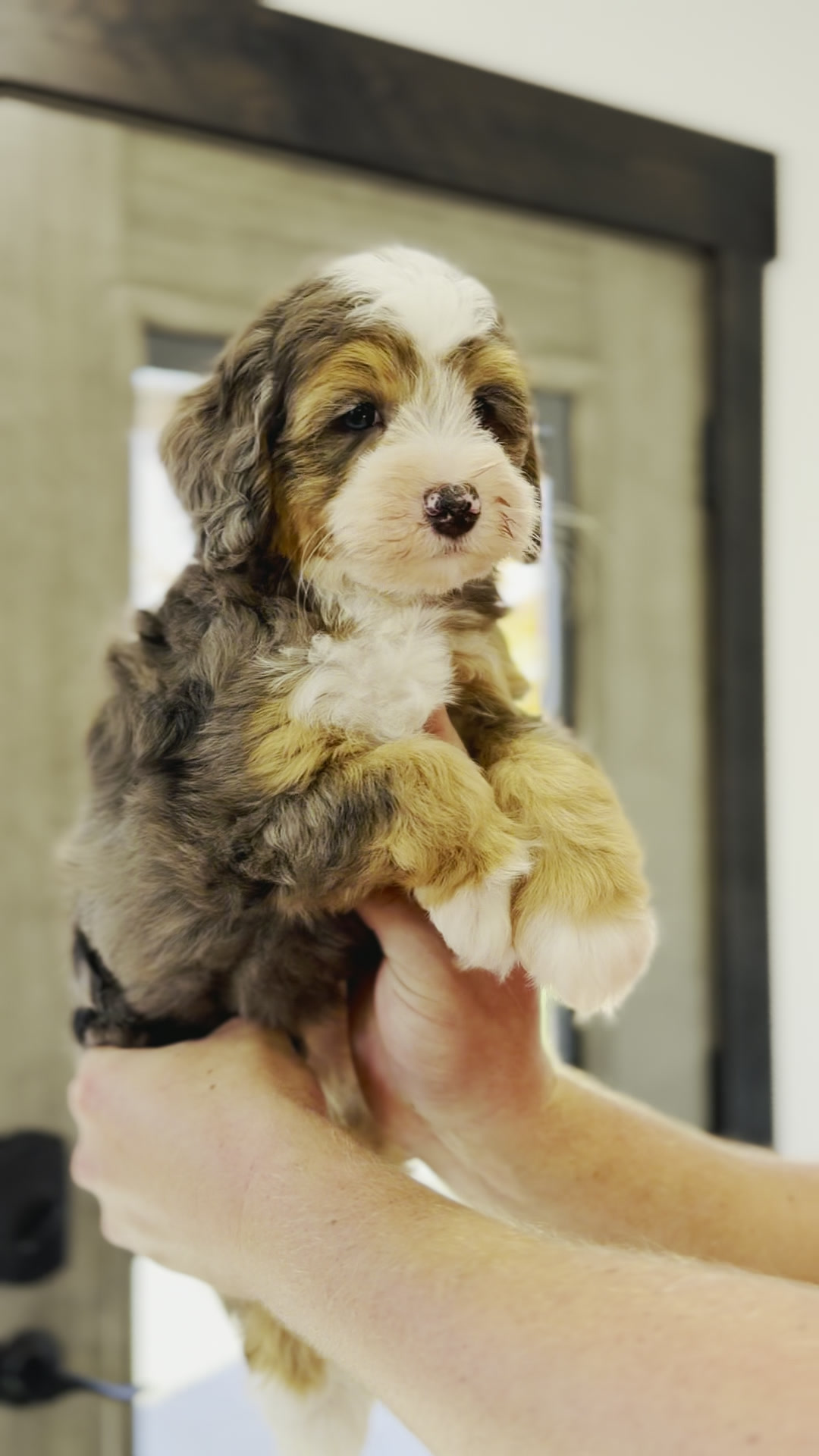 Peter, Merle Tri Colored boy from the Peter Pan Litter