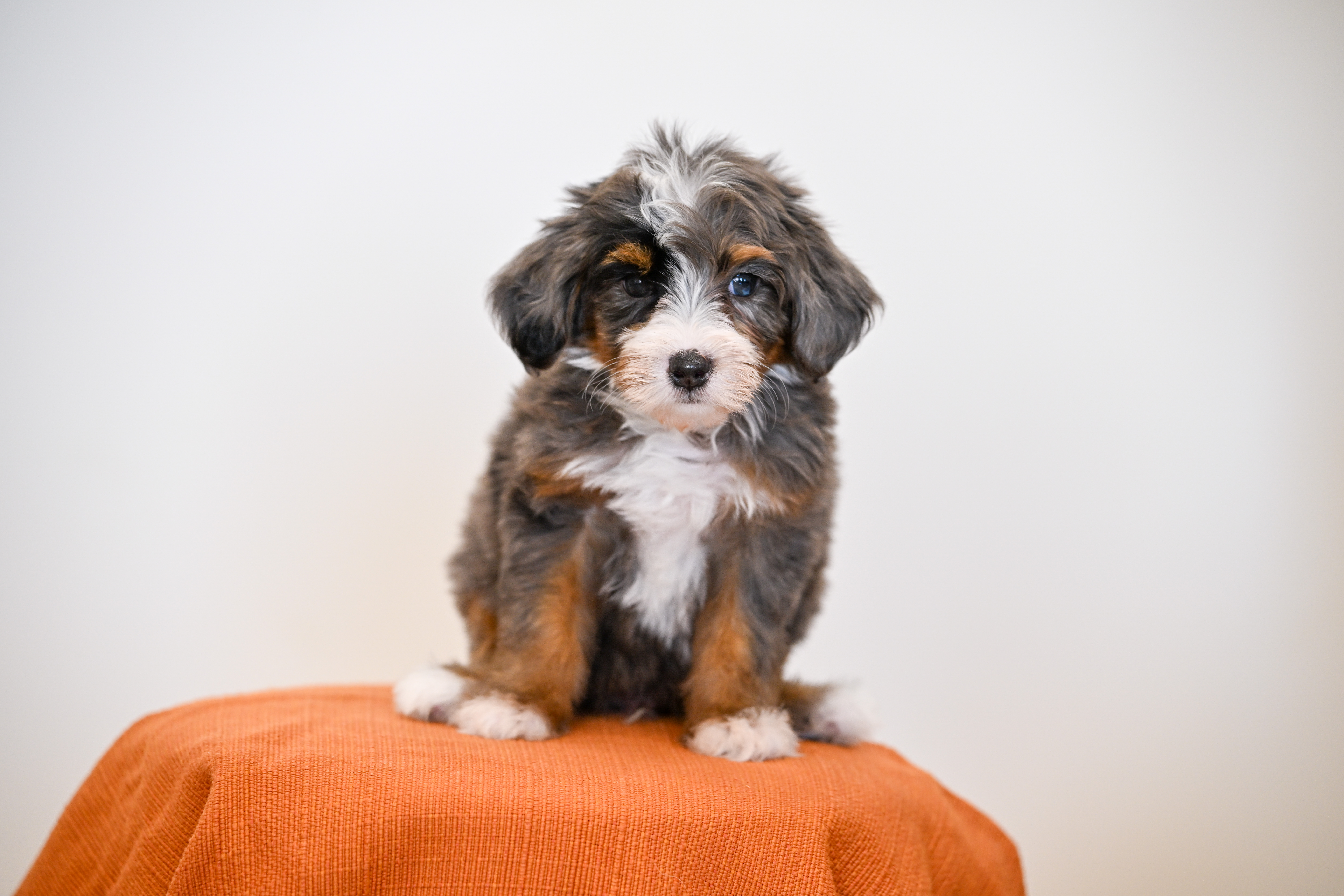 Malibu, Merle Tri Colored, boy, Mini Bernedoodle, puppy at Down Home Doodle