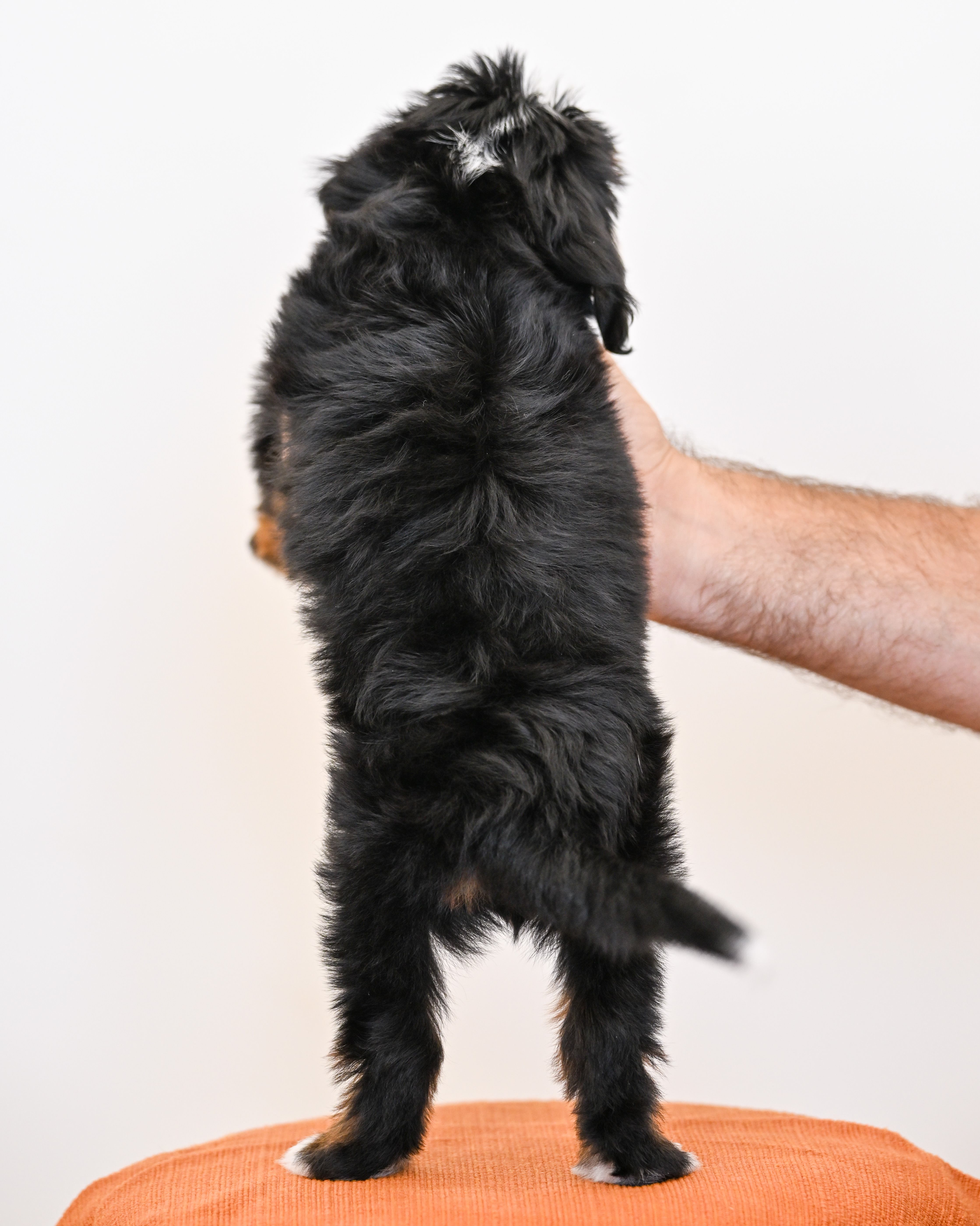 Laurel, Tri Colored, girl, Mini Bernedoodle, puppy at Down Home Doodle