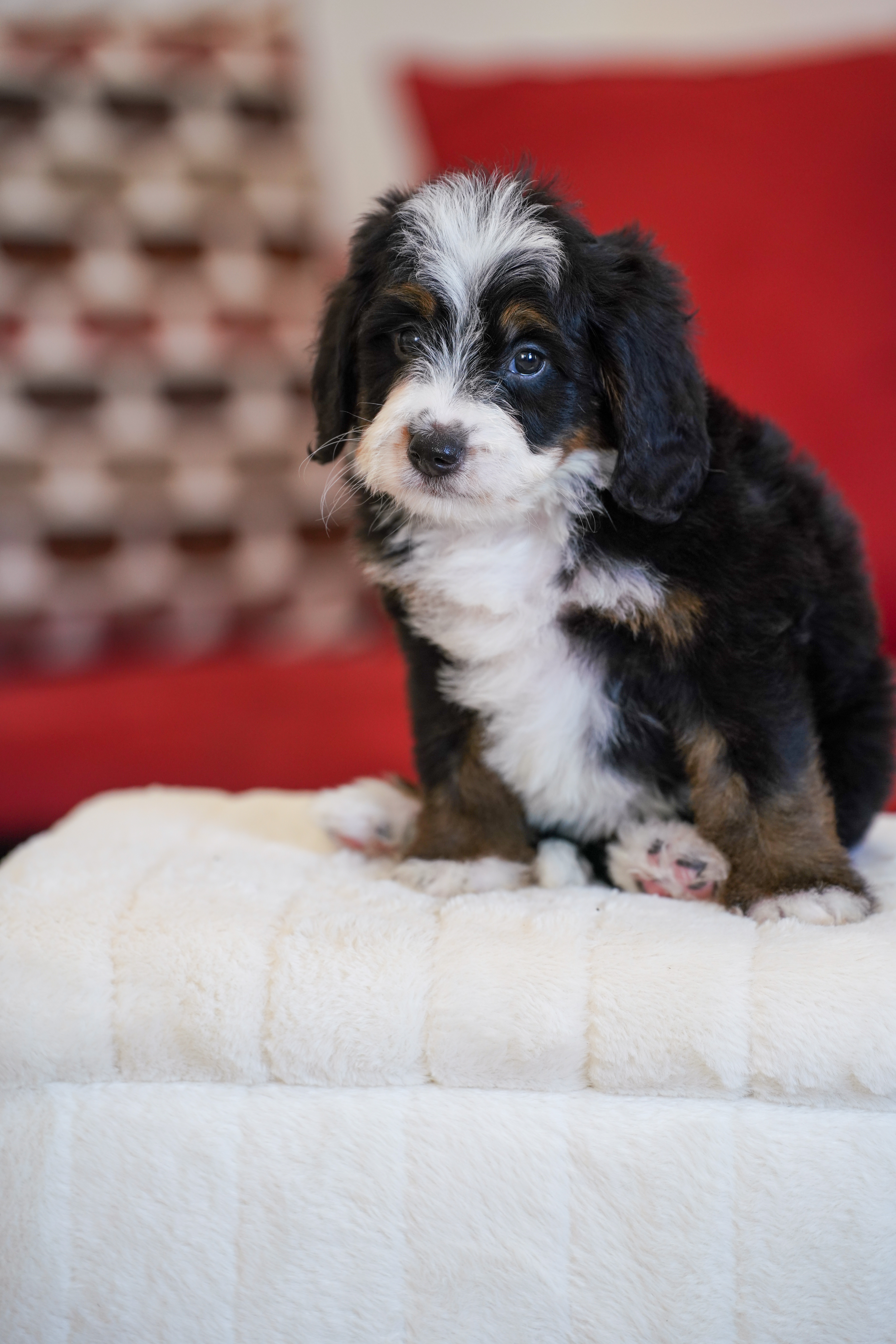 Melania, Tri Colored, girl, Mini Bernedoodle, puppy at Down Home Doodle