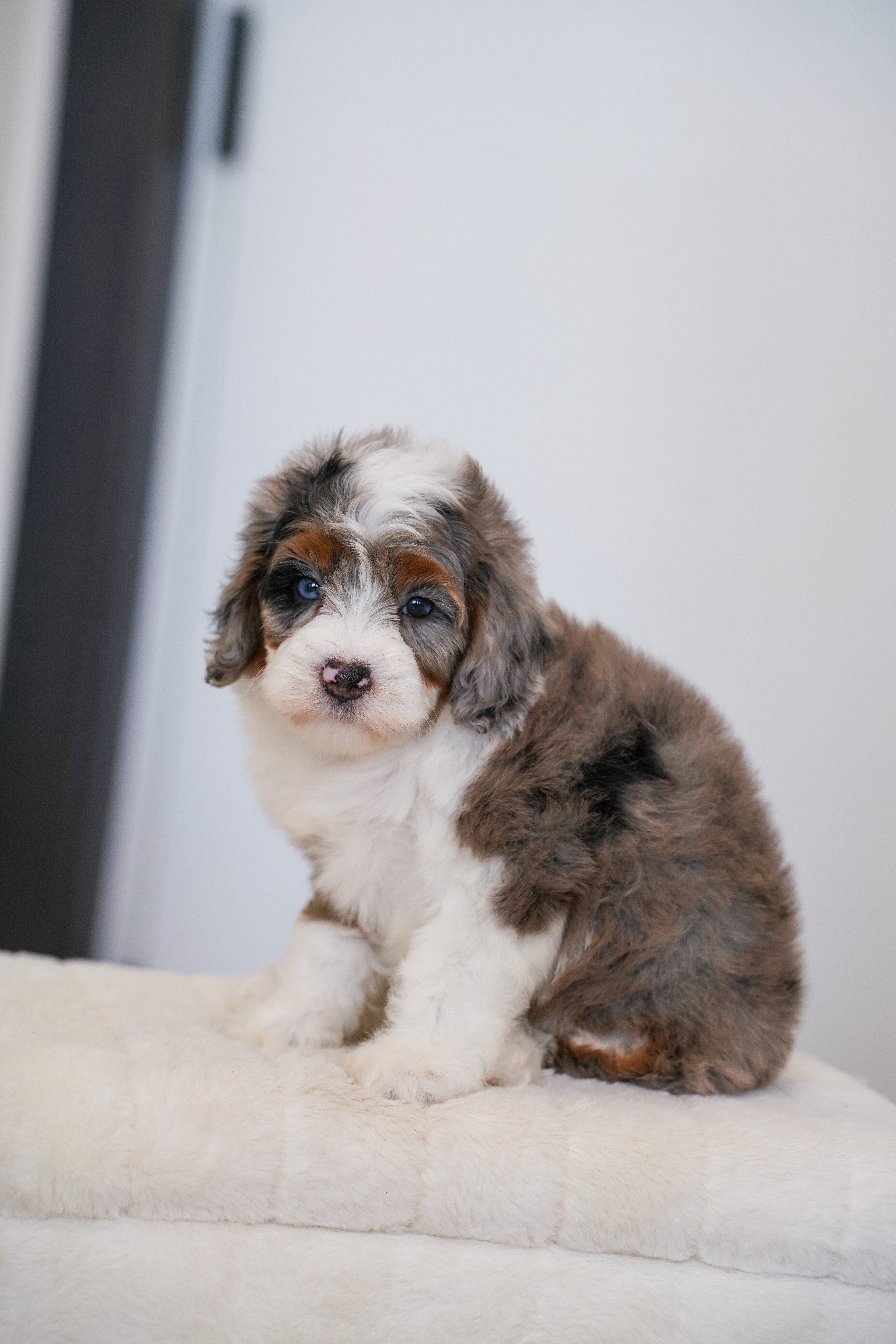 Faline, Merle Tri Colored, girl, Mini Bernedoodle, puppy at Down Home Doodle