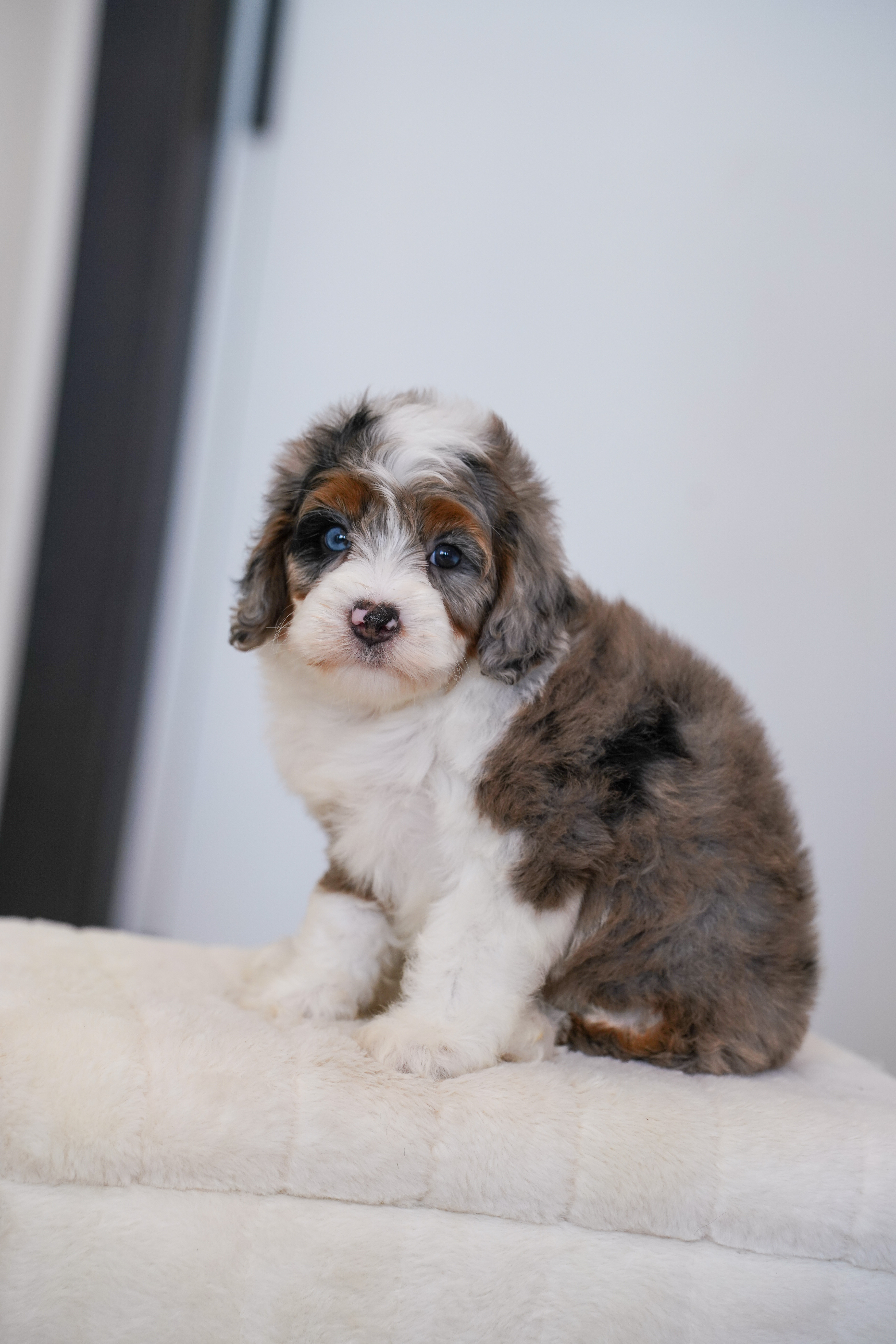 Faline, Merle Tri Colored, girl, Mini Bernedoodle, puppy at Down Home Doodle