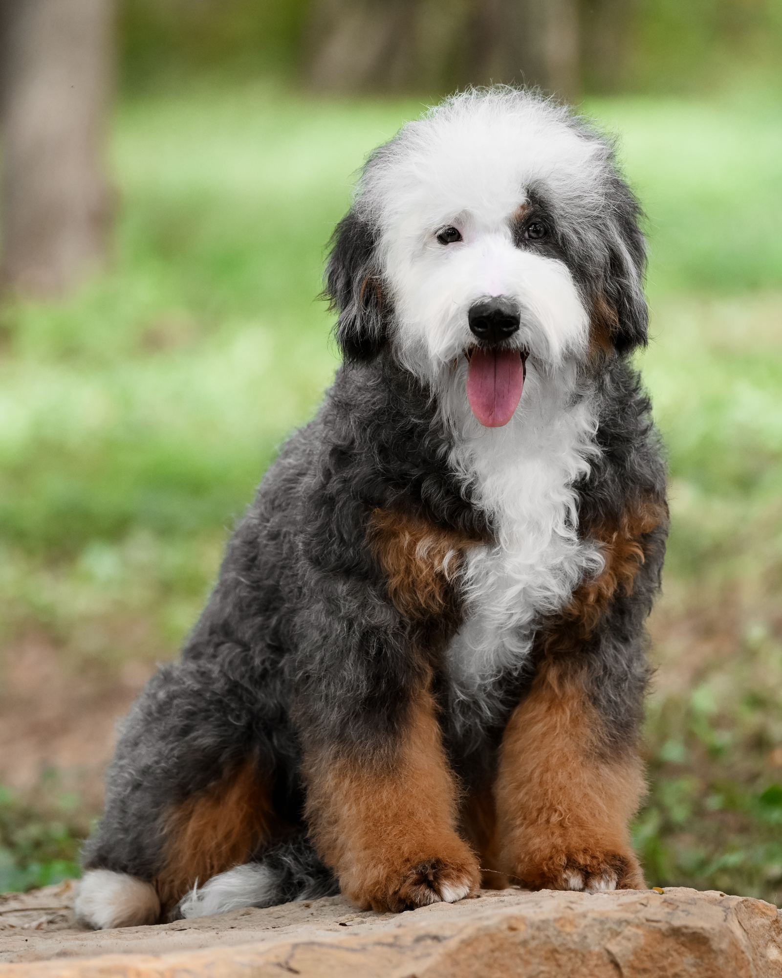 Our beautiful 31-pound Blue Merle Mini Bernedoodle mom with distinctive half-white facial markings and a gentle, well-mannered nature.