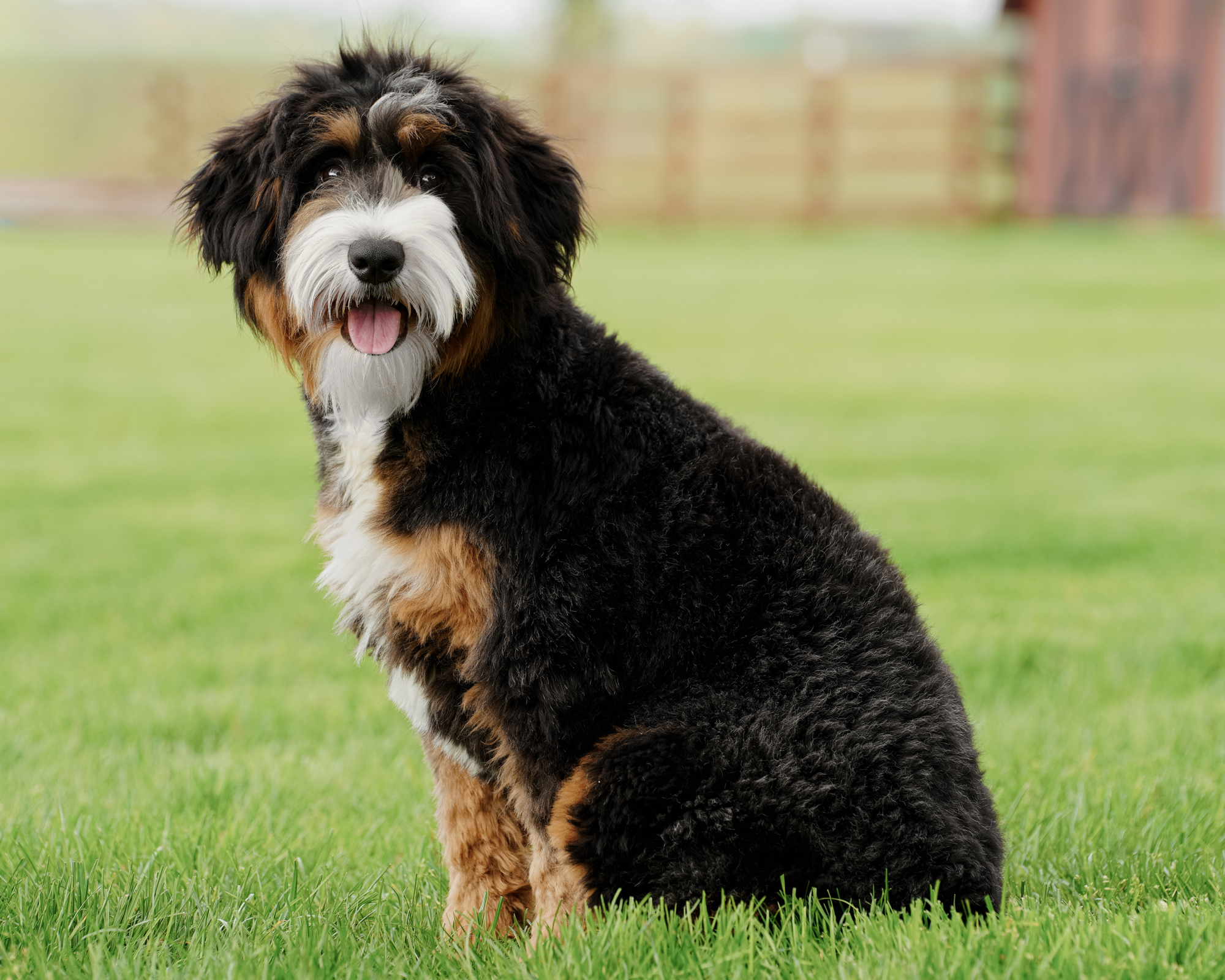 Black Tri Mini Bernedoodle mom, 42 lbs