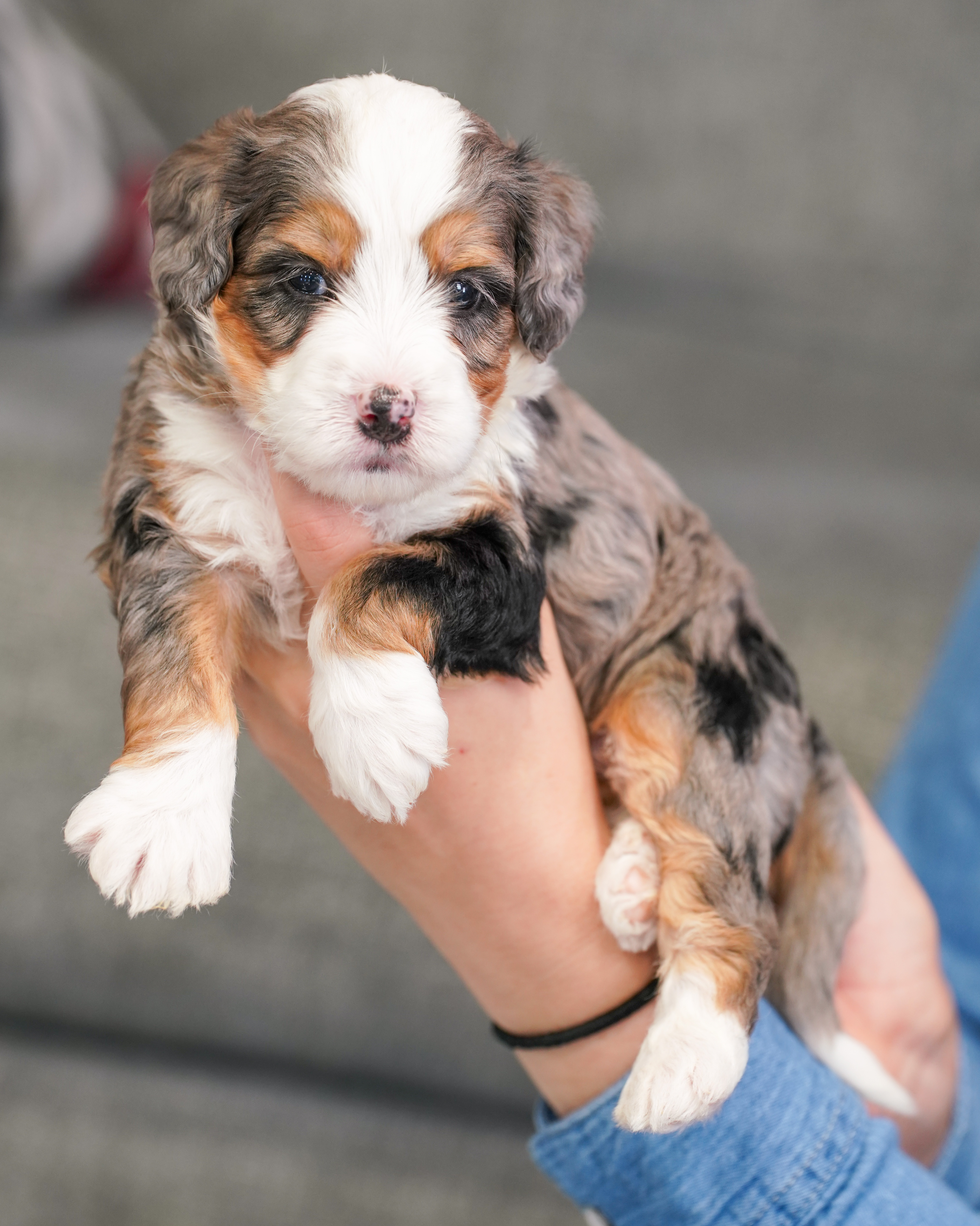 Shoofly, Merle Tri Colored, boy, Mini Bernedoodle, puppy at Down Home Doodle