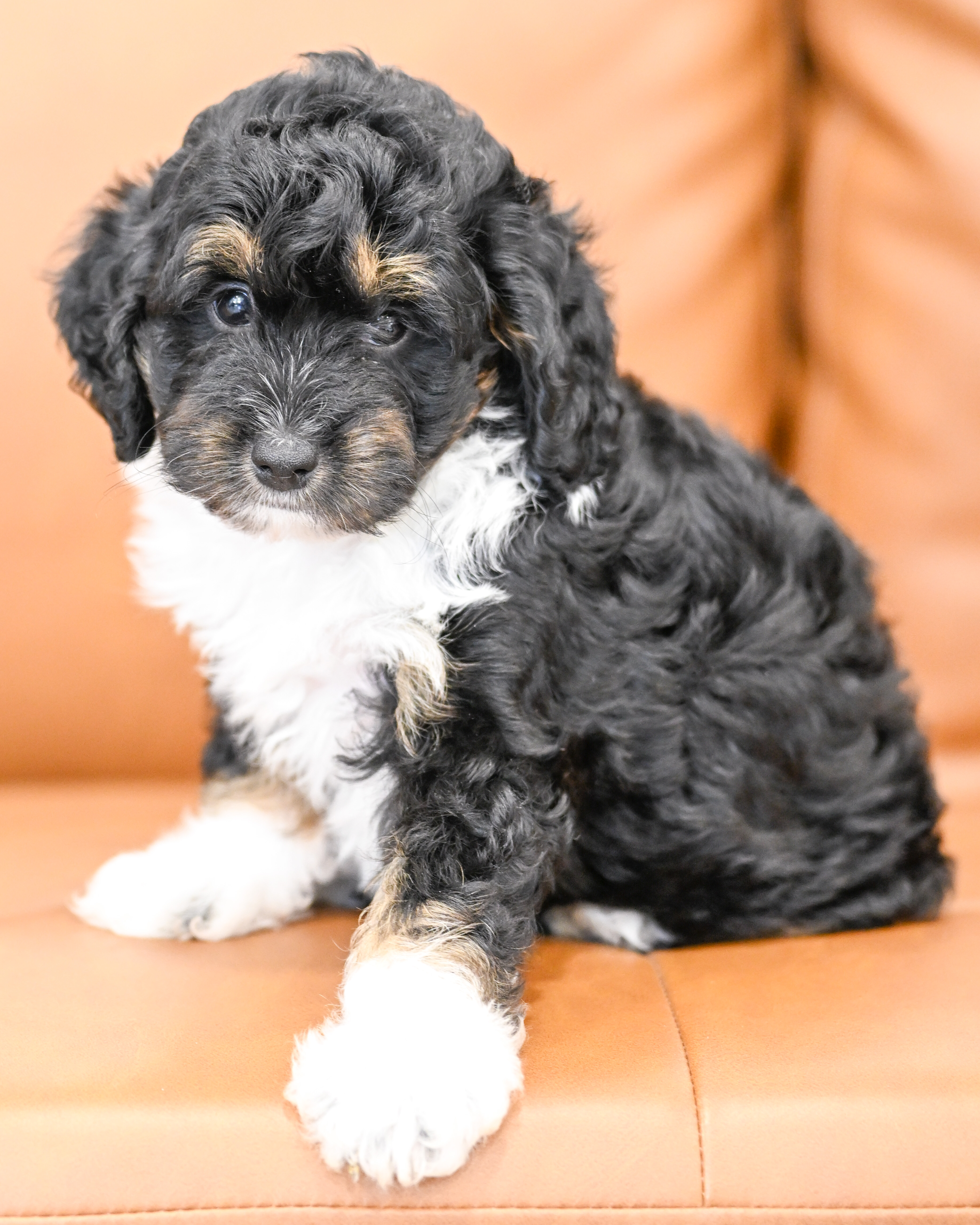 Colette, Tri Colored, girl, Micro Bernedoodle, puppy at Down Home Doodle