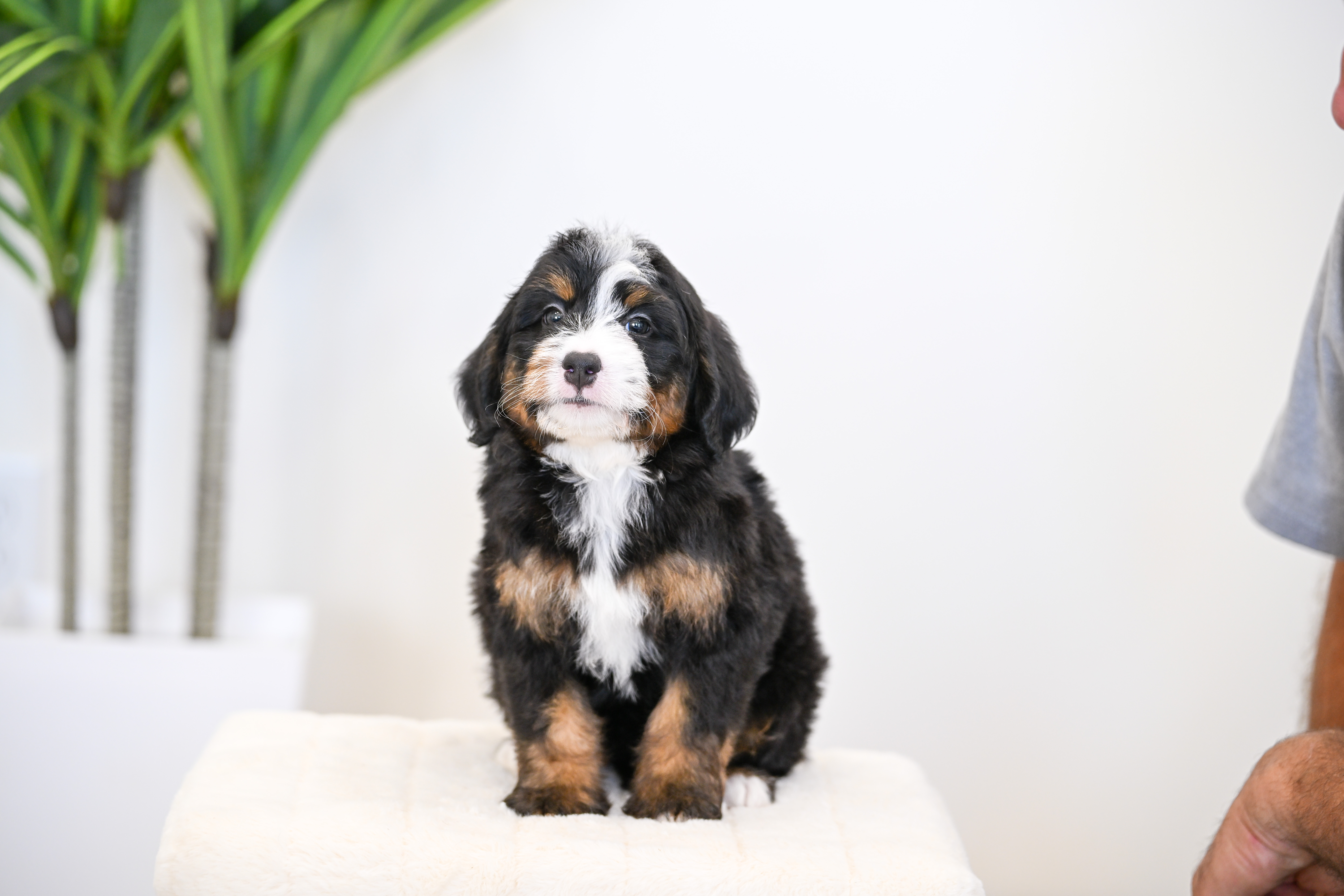 Goldie, Tri Colored, girl, Mini Bernedoodle, puppy at Down Home Doodle