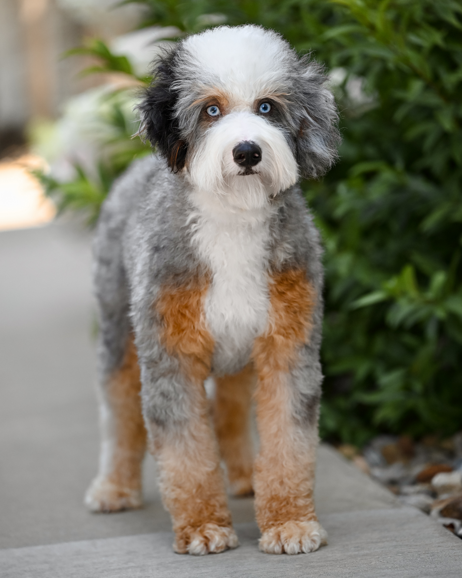 Blue Merle Tri Mini Bernedoodle mom, 22 lbs