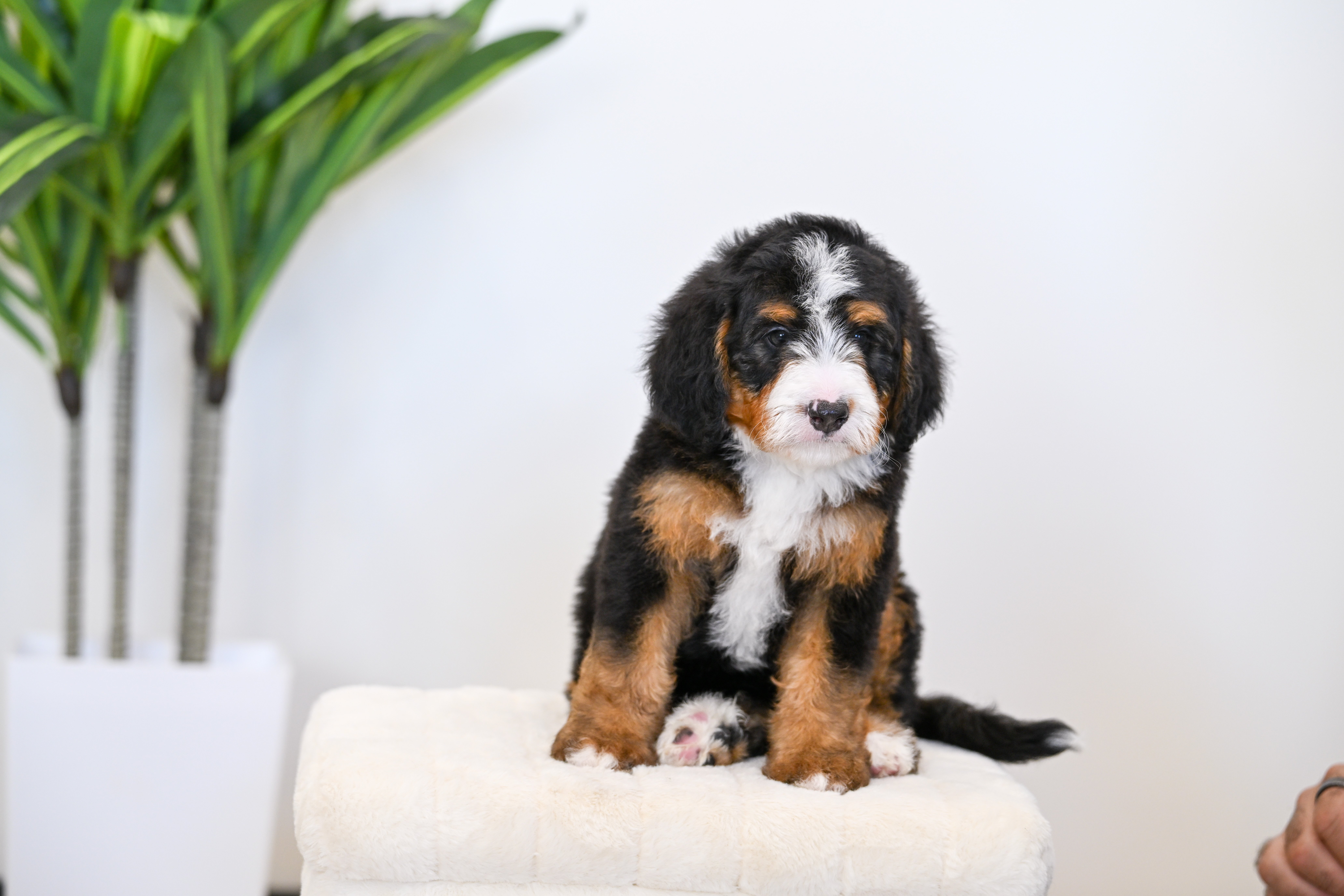 Cheeto, Tri Colored, boy, Mini Bernedoodle, puppy at Down Home Doodle