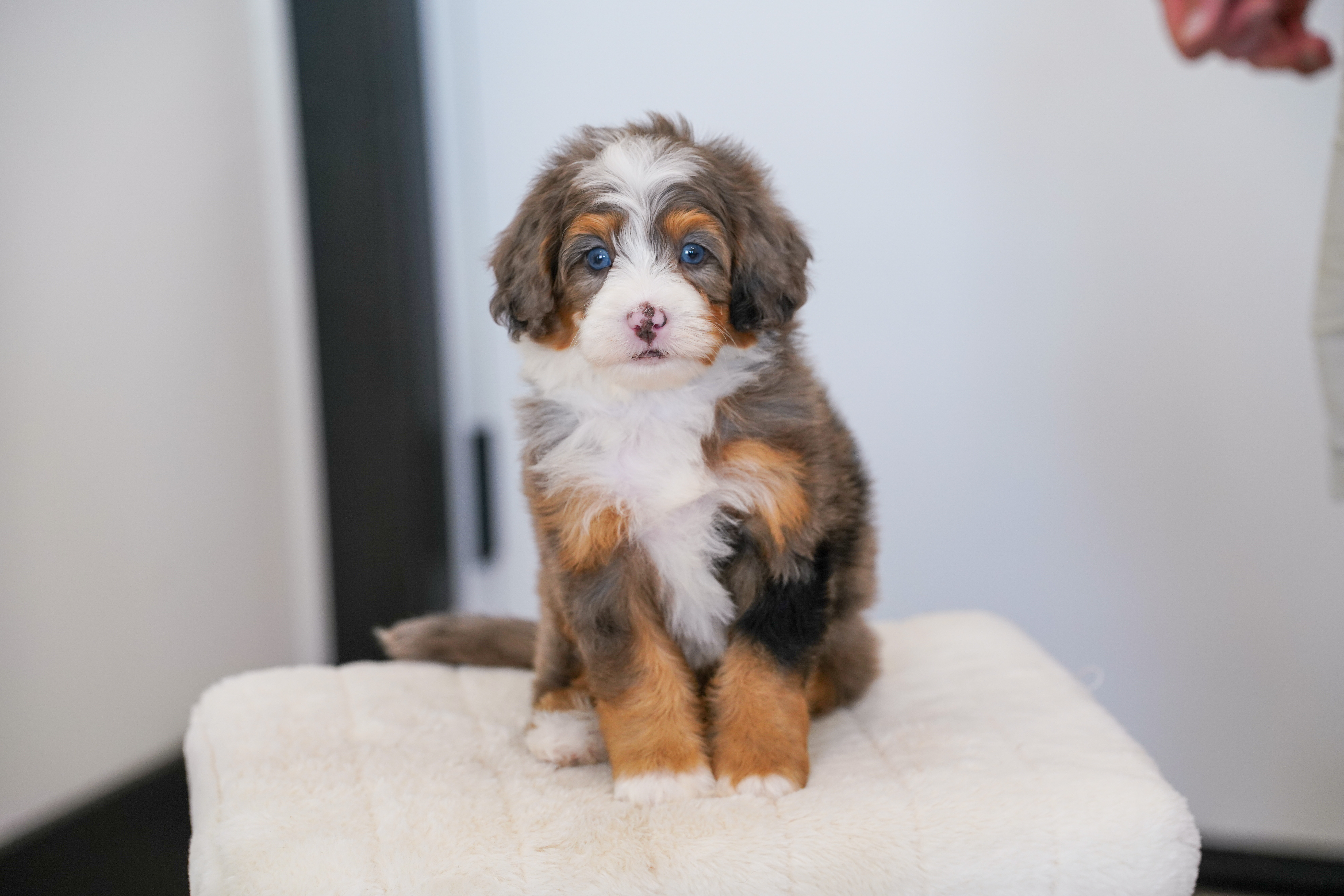 Thumper, Merle Tri Colored, boy, Mini Bernedoodle, puppy at Down Home Doodle