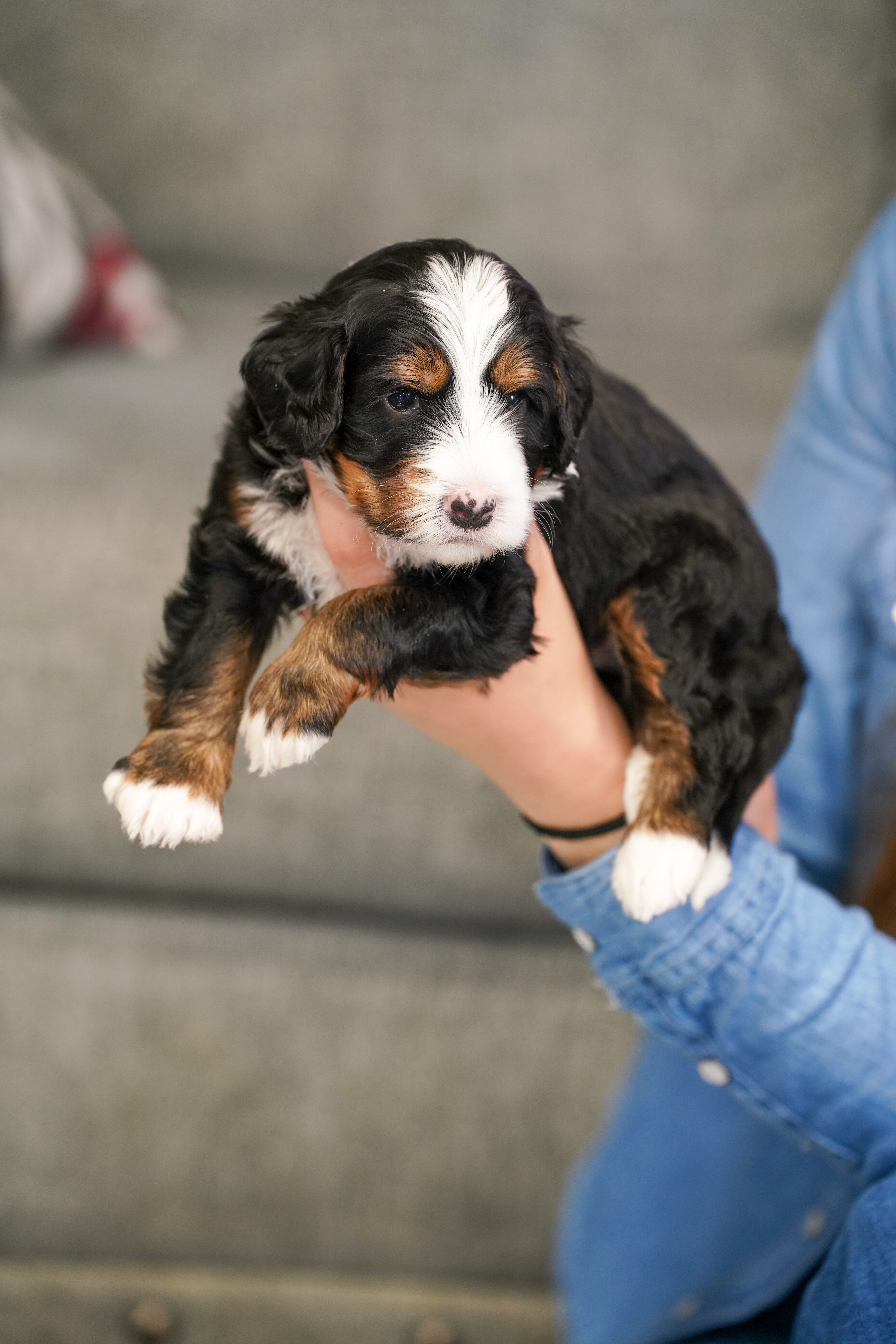 Cobbler, Tri Colored, boy, Mini Bernedoodle, puppy at Down Home Doodle