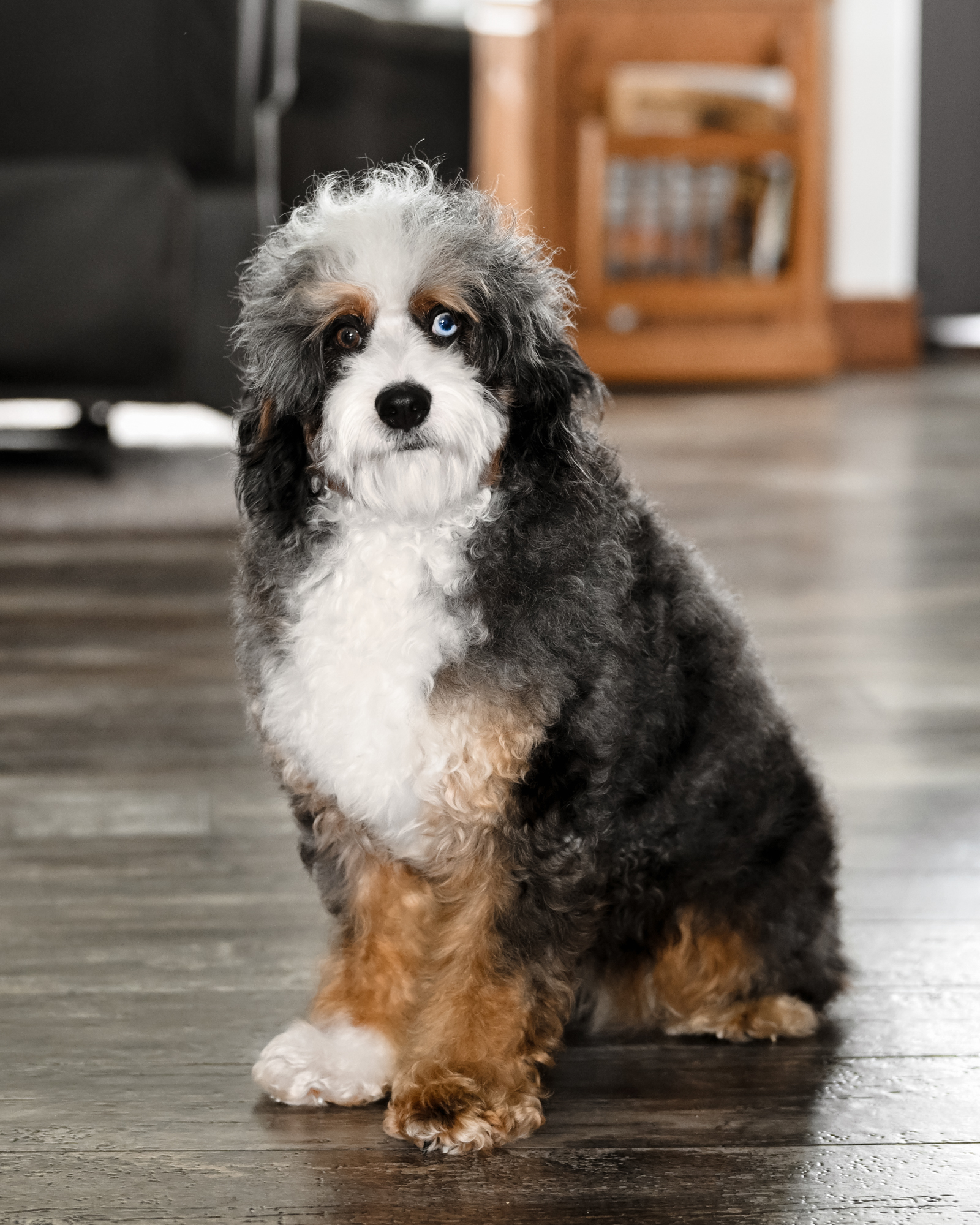 Our beautifully colored Mini Bernedoodle mom with vibrant markings, a captivating blue eye, and an outgoing, cheerful personality.