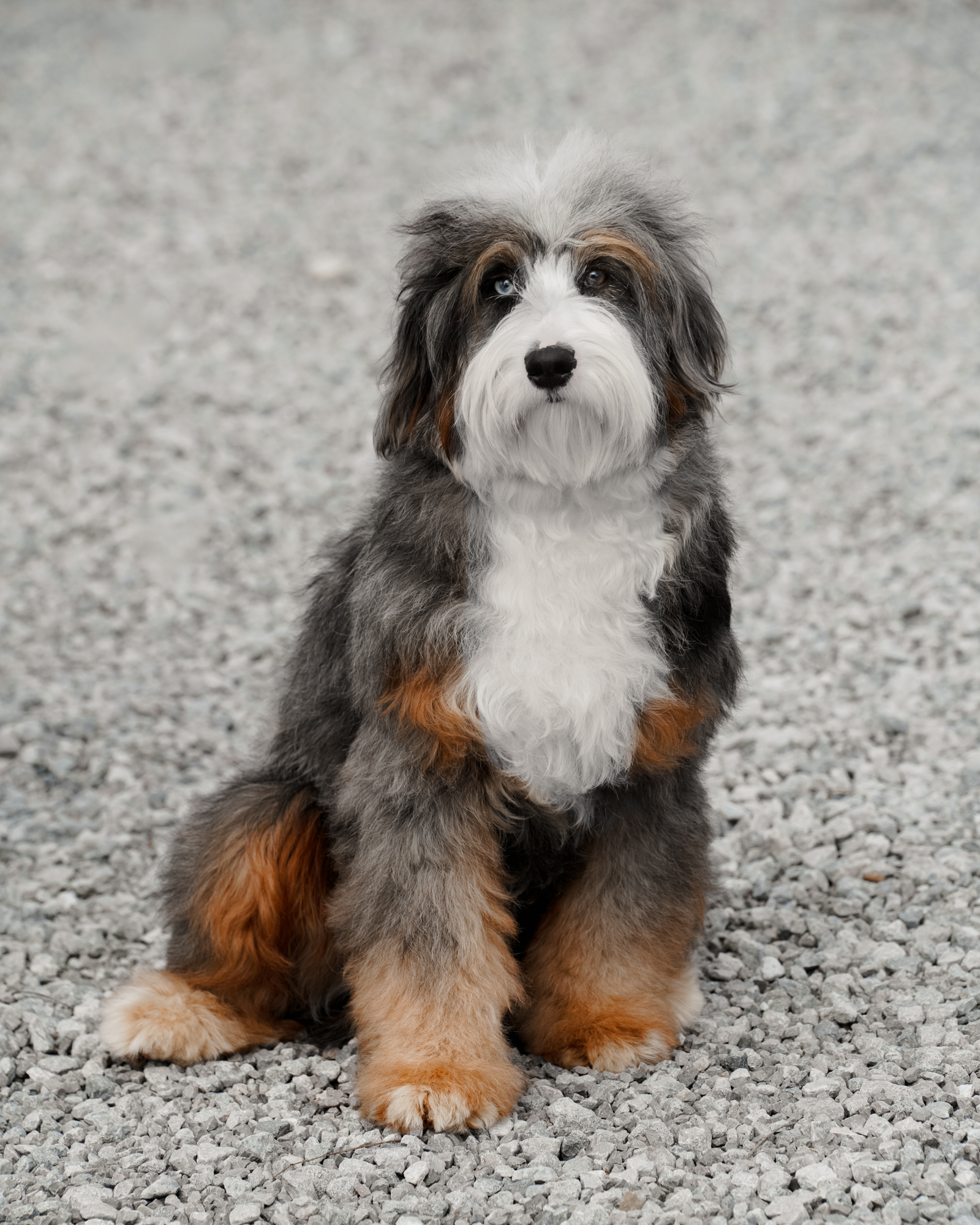 Our stunning 33-pound Blue Merle Mini Bernedoodle mom with a thick, straight coat and a spirited, playful personality.