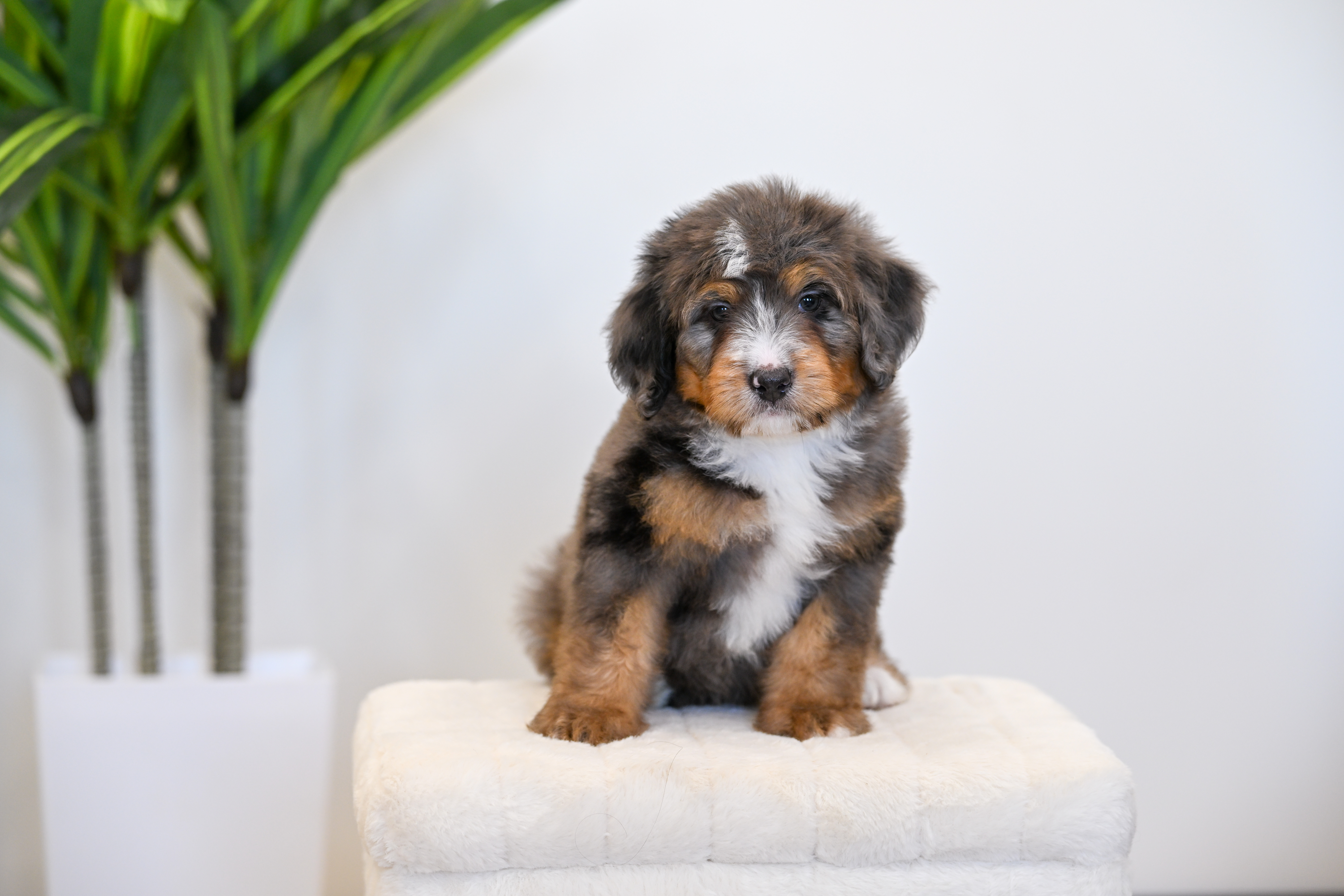 Frito, Merle Tri Colored, boy, Mini Bernedoodle, puppy at Down Home Doodle