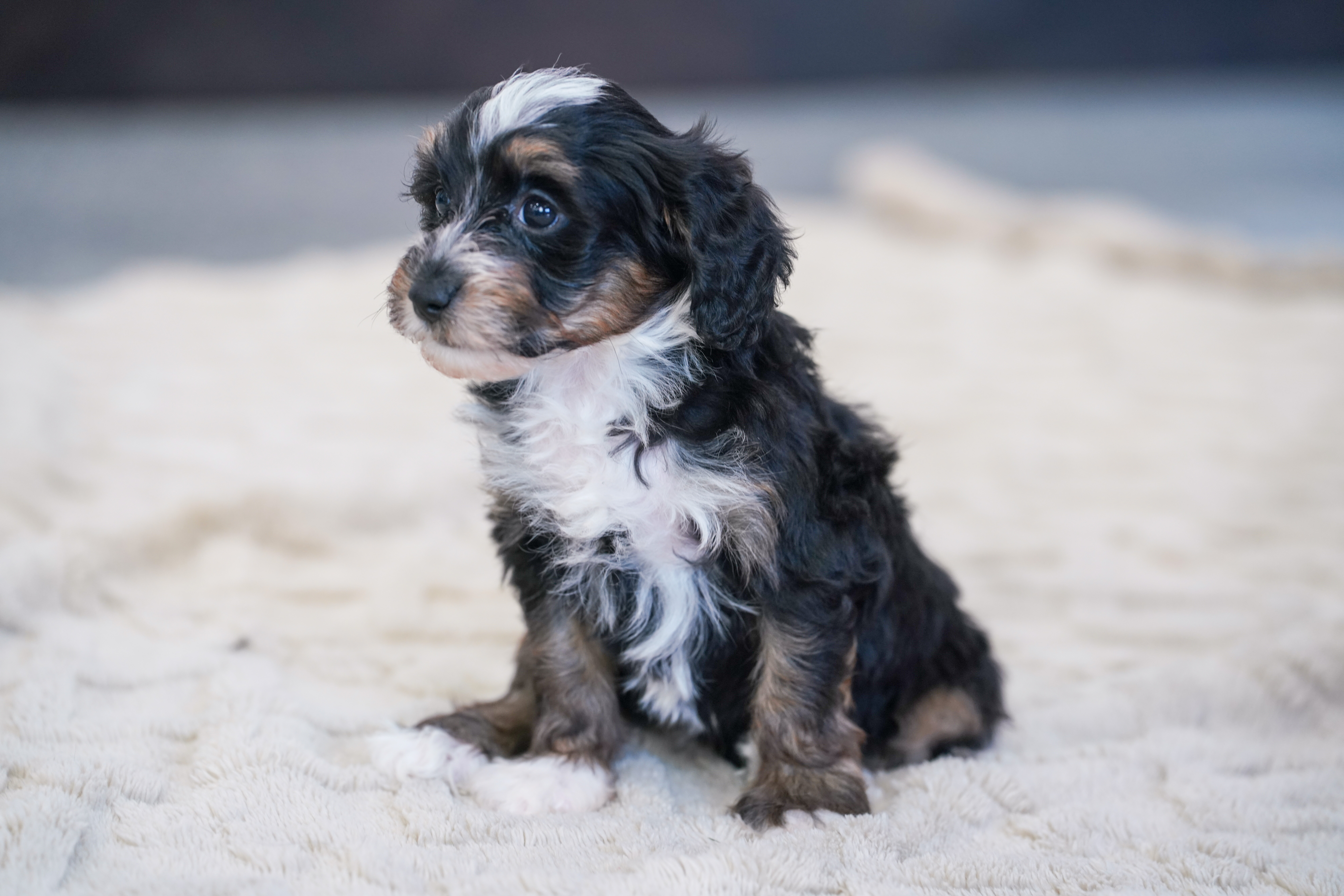 Santel, Tri Colored Micro Bernedoodle puppy