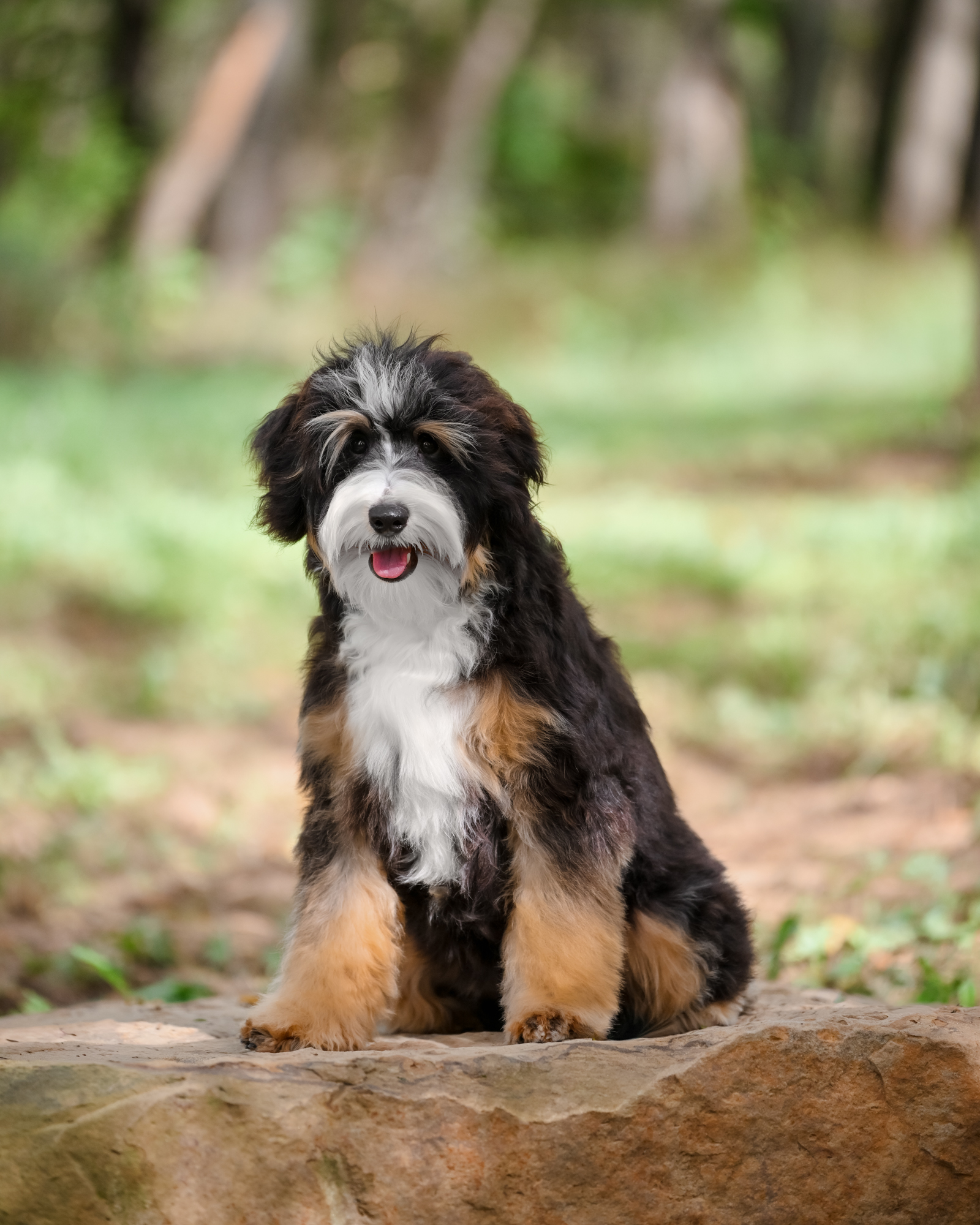 Bindi, photo 10