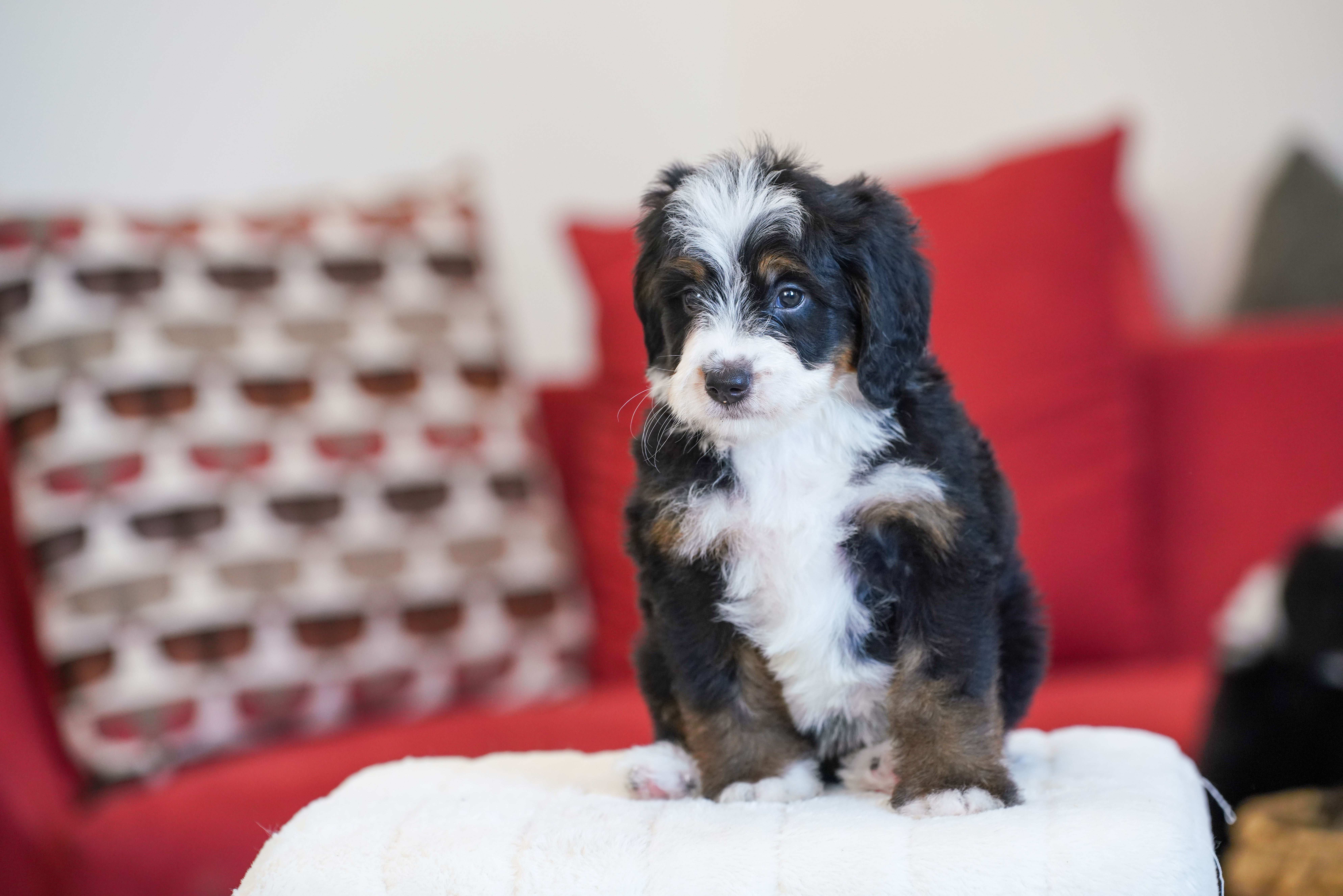 Melania, Tri Colored, girl, Mini Bernedoodle, puppy at Down Home Doodle