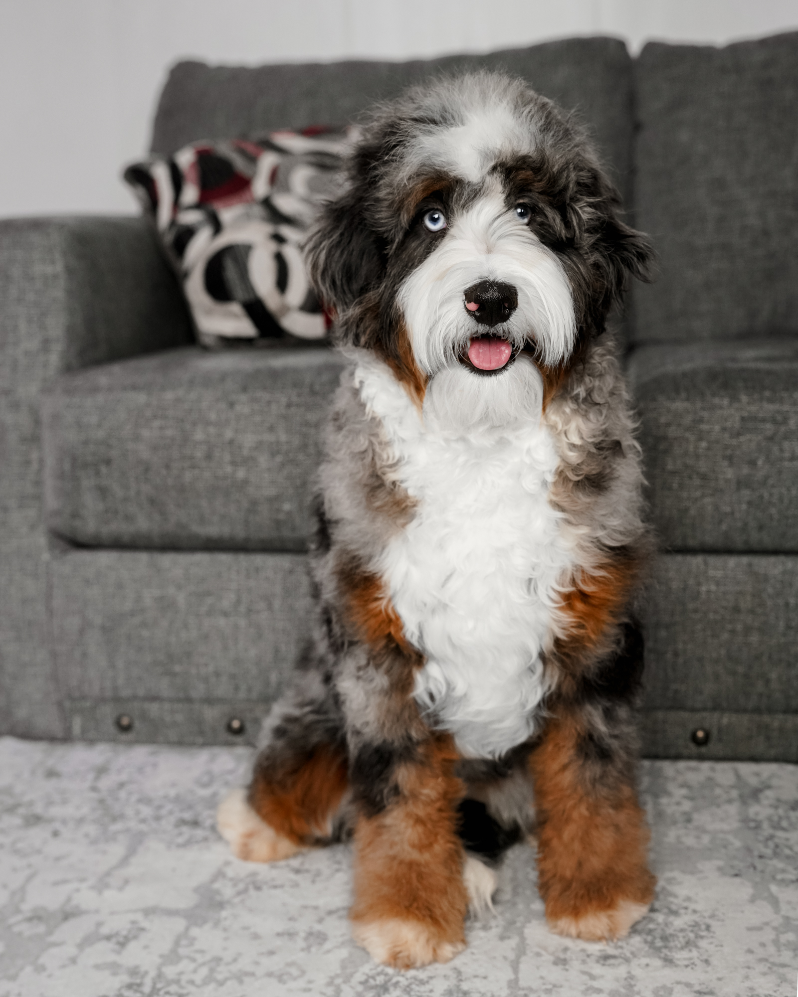 Our stunning 33-pound Blue Merle Mini Bernedoodle mom with high-contrast coloring, copper tan points, two bright blue eyes, and an easygoing, trainable nature.