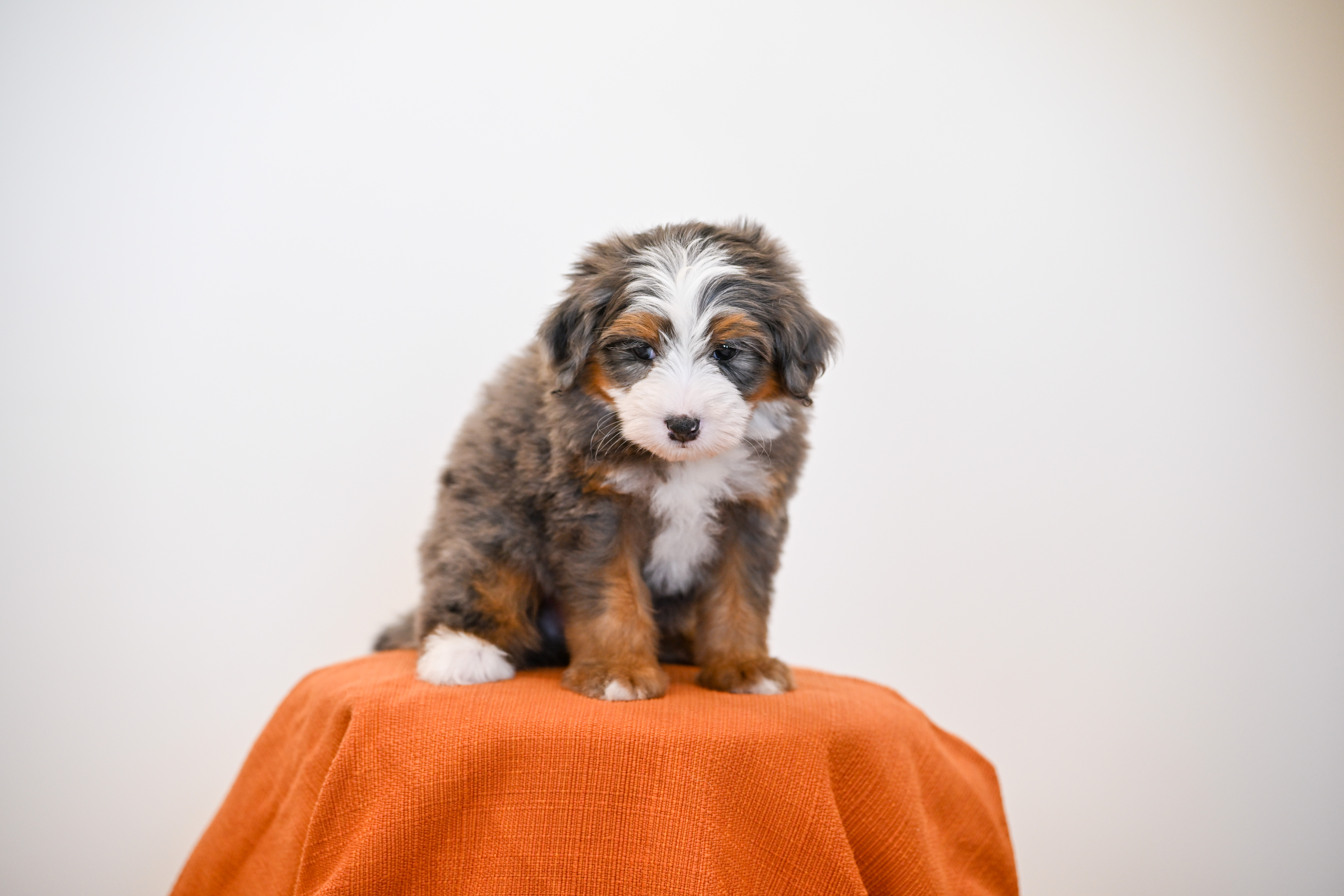 Melrose, Merle Tri Colored, boy, Mini Bernedoodle, puppy at Down Home Doodle